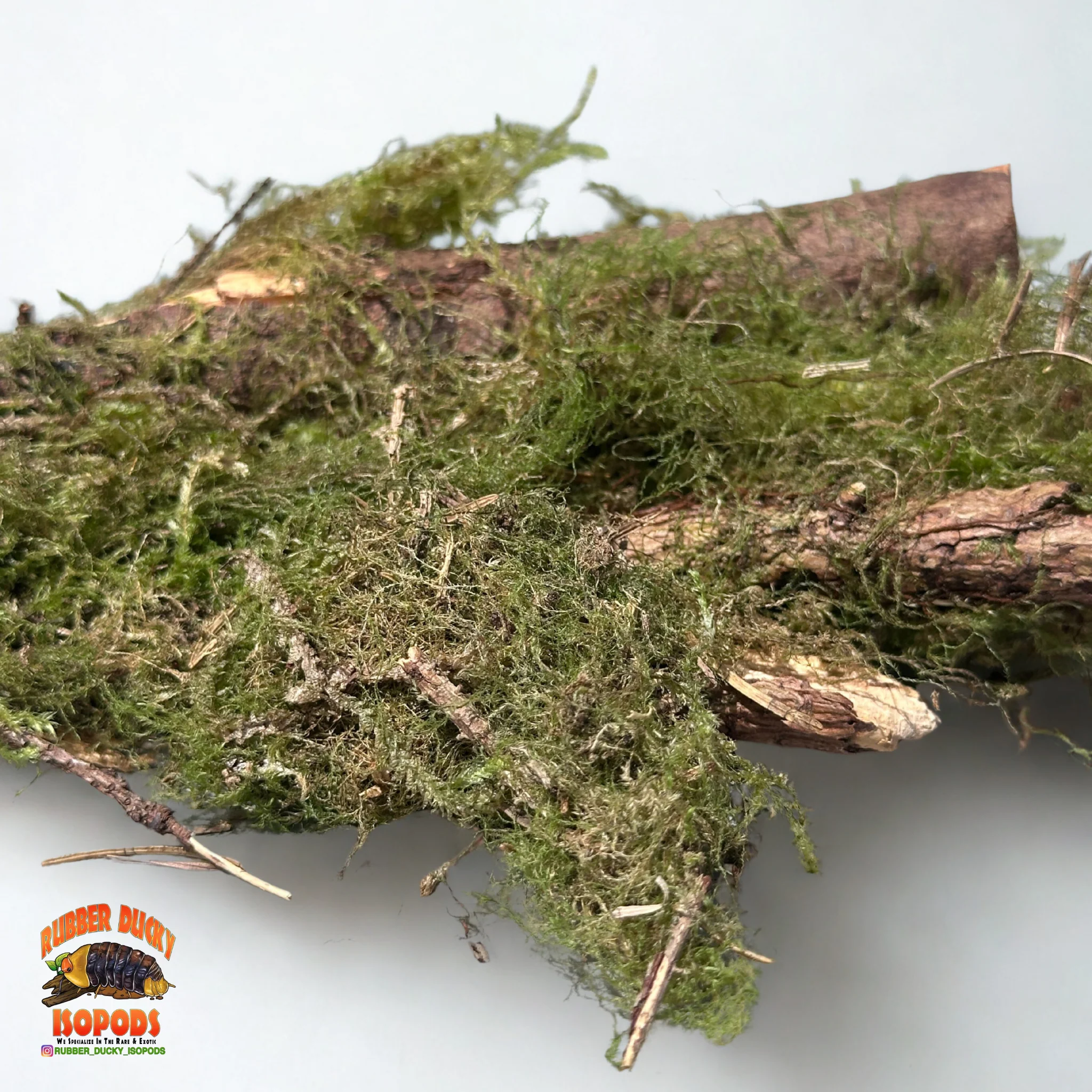 Mossy Sticks — Natural Decor Meets Organic Snack - Image 4