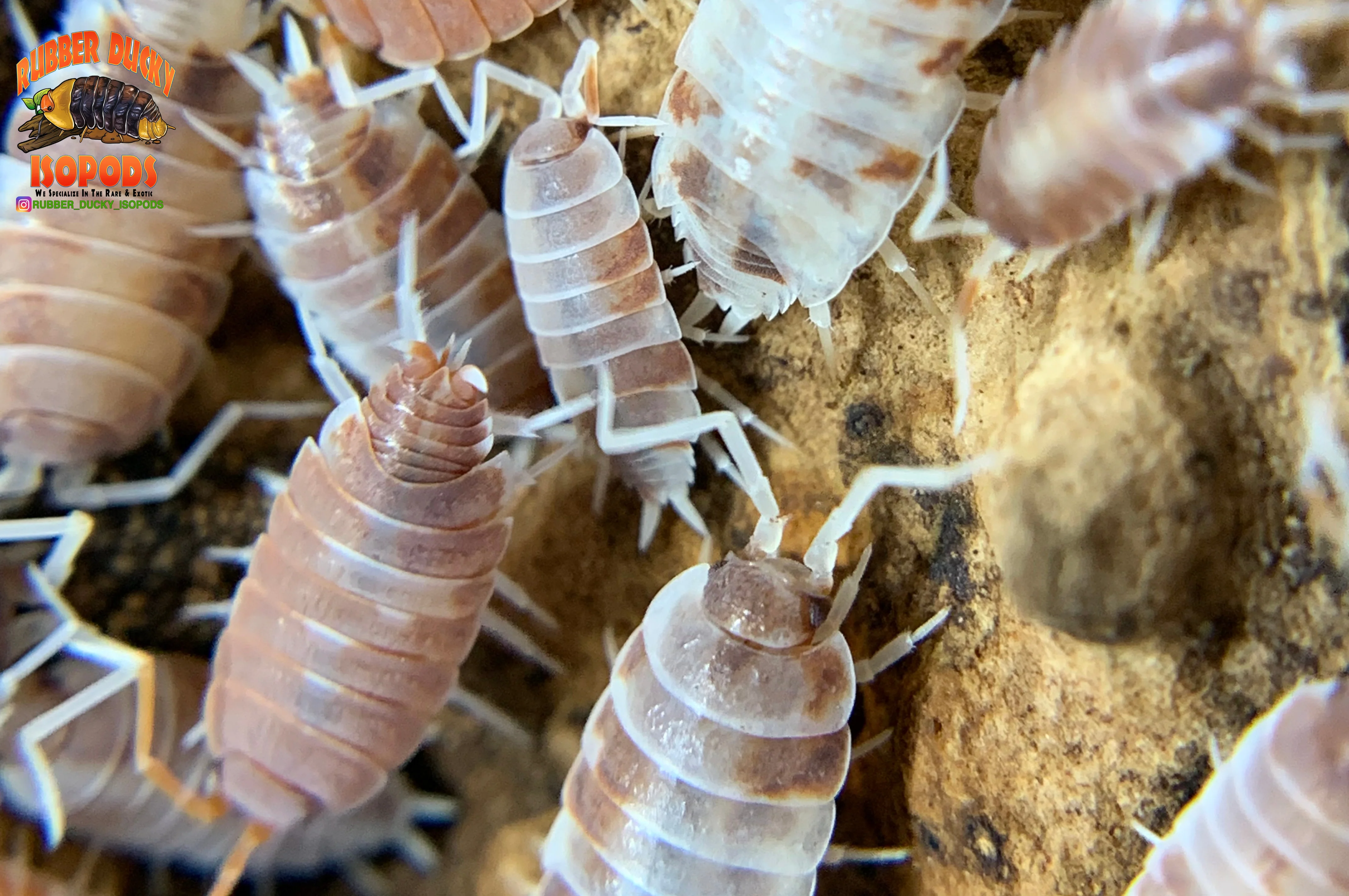Beginner Isopods