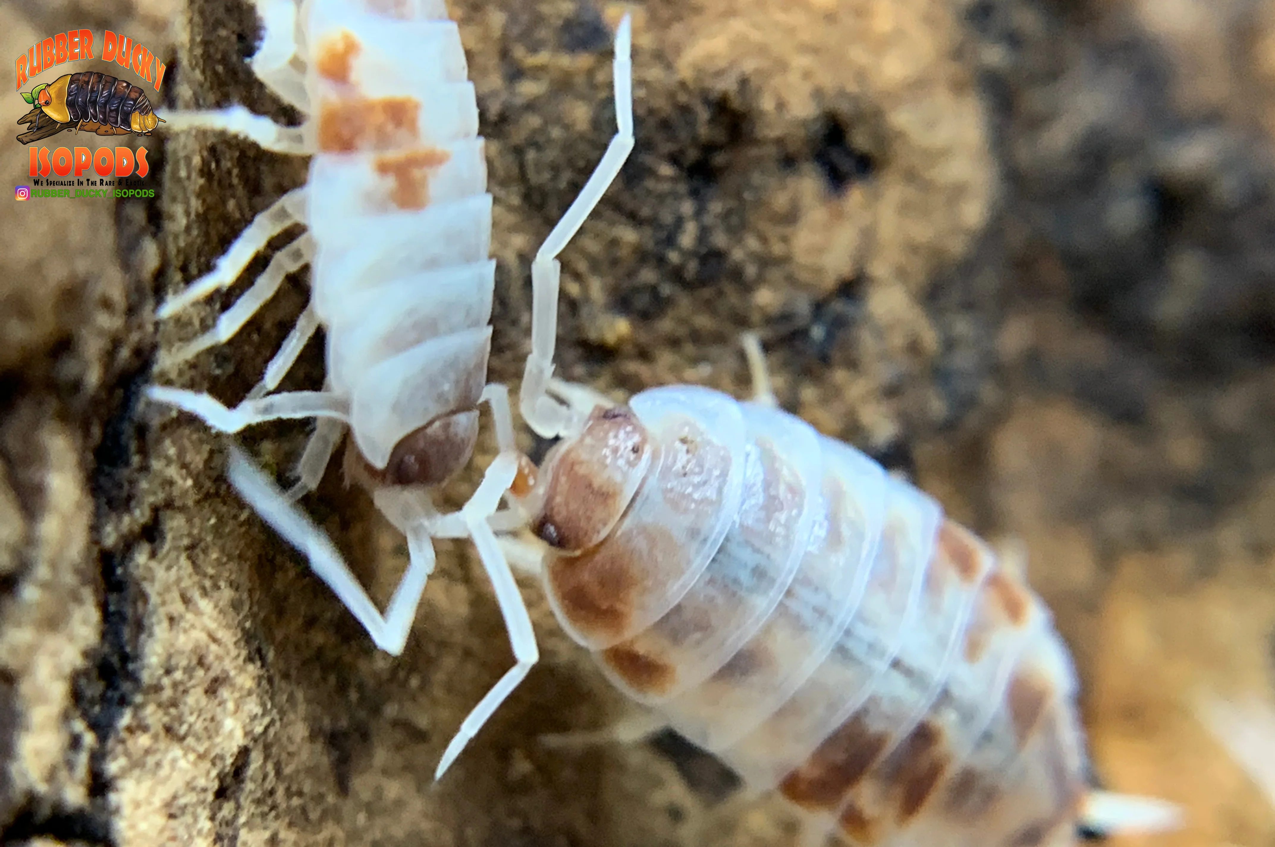"Orange Cream" Feeder Isopods (Porcellionides pruinosus) 10 Count - Image 3