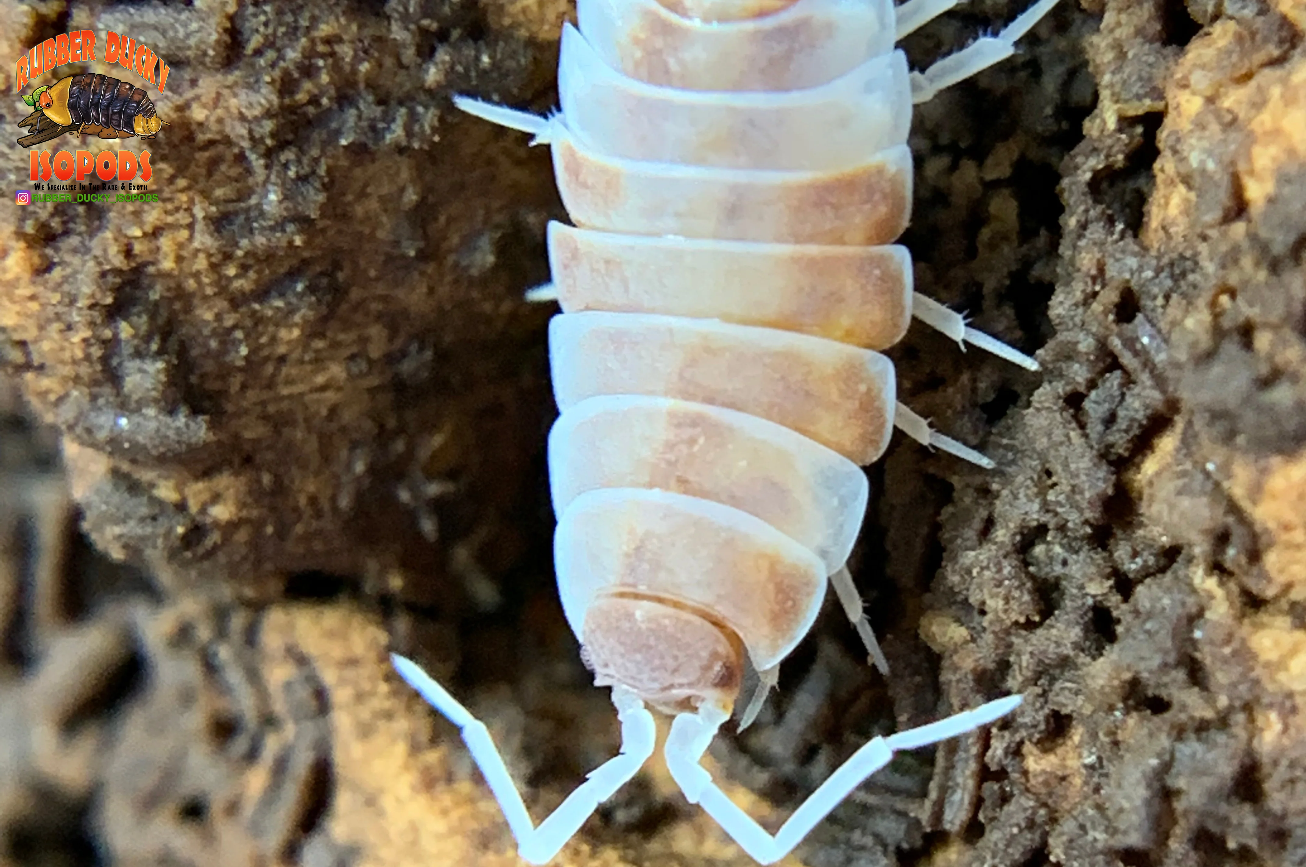"Orange Cream" Feeder Isopods (Porcellionides pruinosus) 10 Count - Image 4