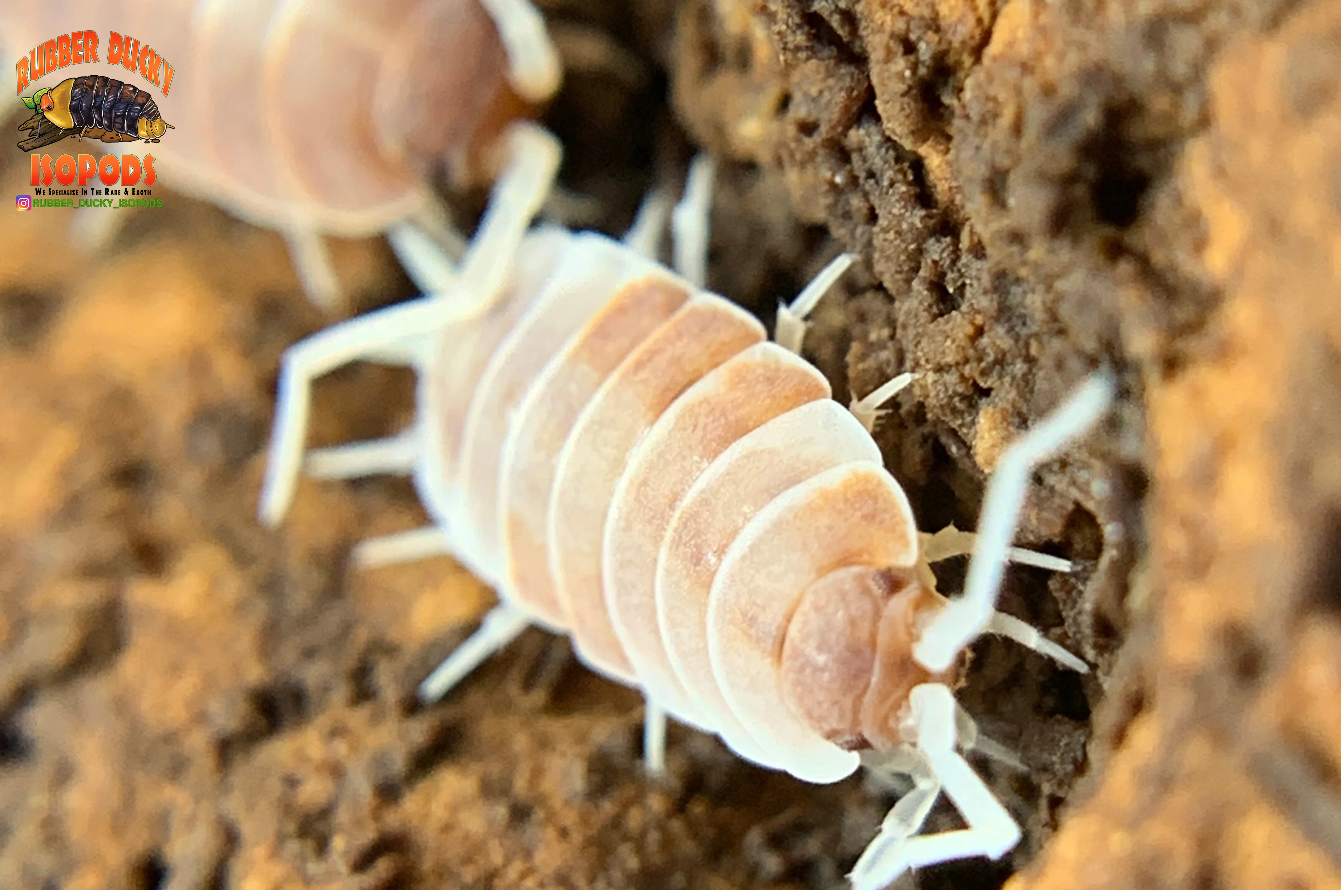 "Orange Cream" Feeder Isopods (Porcellionides pruinosus) 10 Count - Image 5