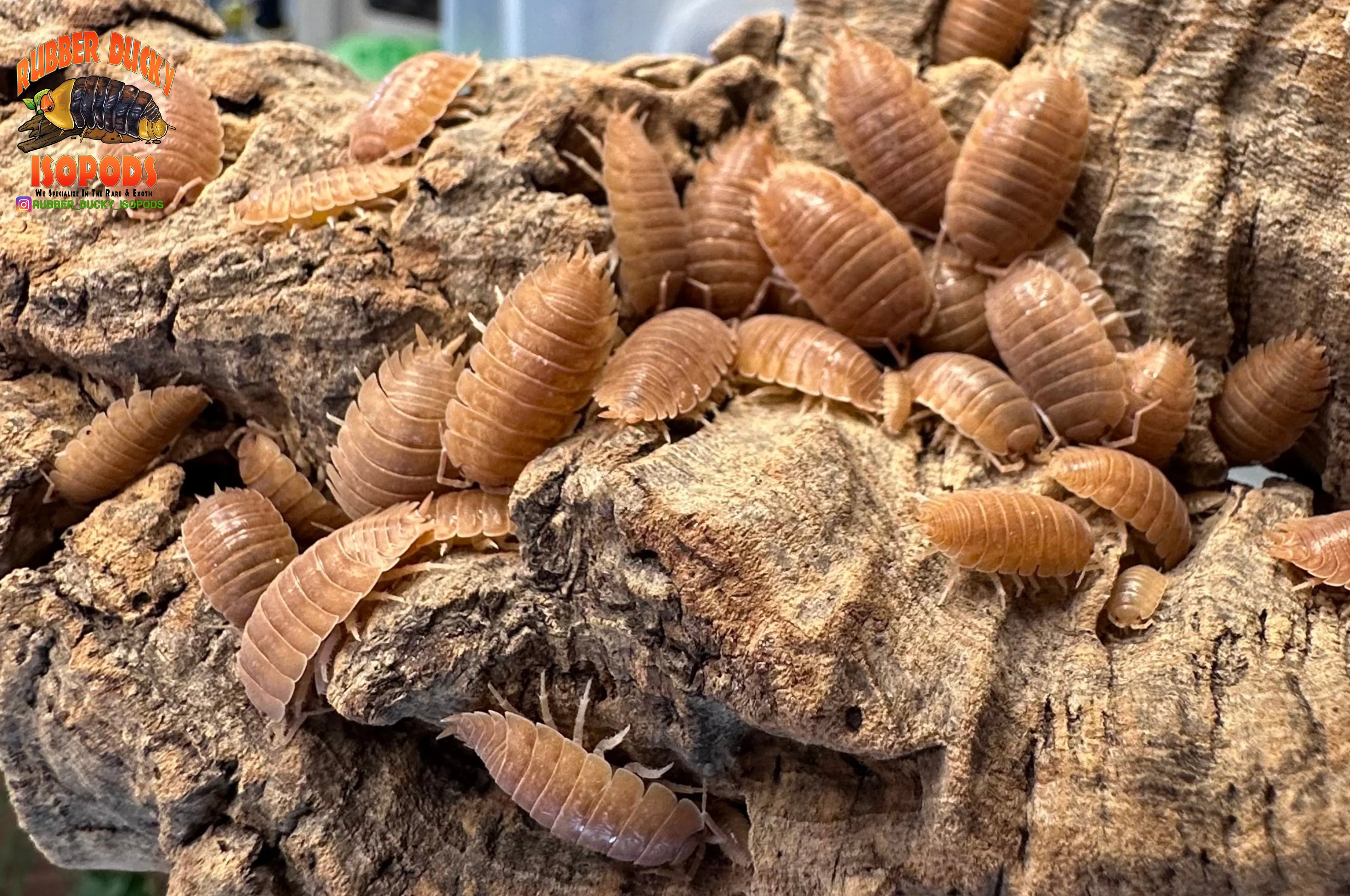 "Orange Dairy Cow" THE Perfect BioActive Isopod (Porcellio laevis) - Image 3