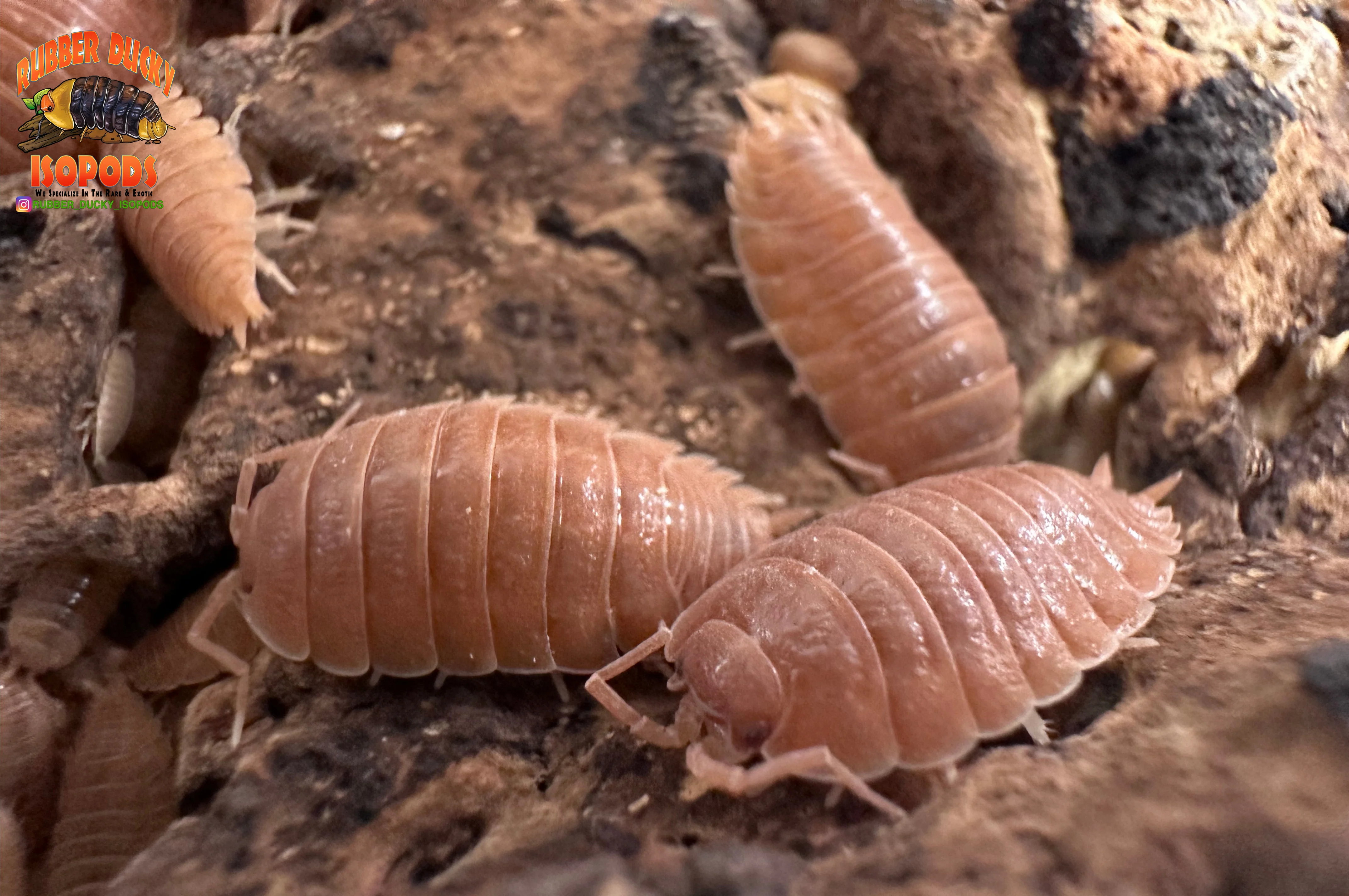 "Orange Dairy Cow" THE Perfect BioActive Isopod (Porcellio laevis) - Image 4