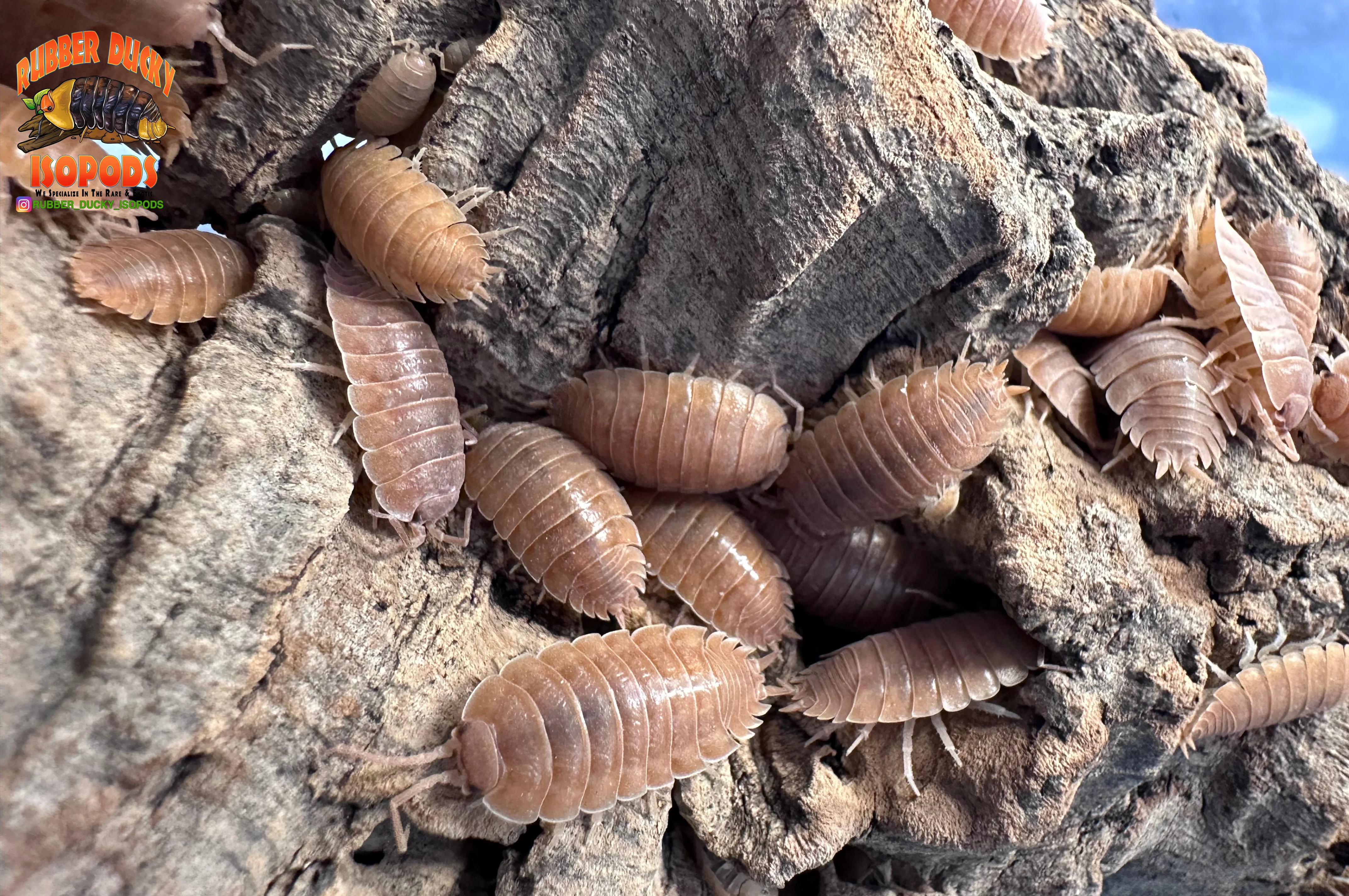 "Orange Dairy Cow" THE Perfect BioActive Isopod (Porcellio laevis) - Image 5