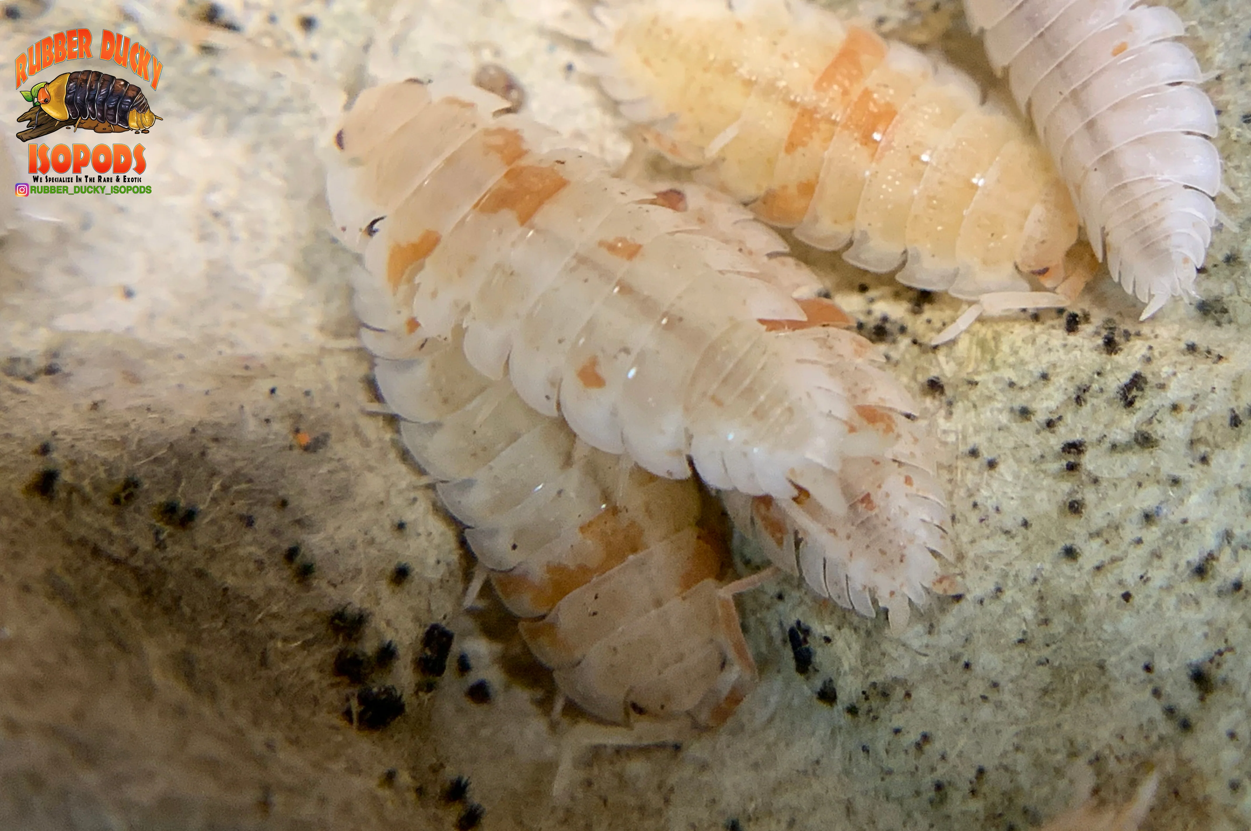 "Orange Dalmatians" Reptile Feeder Isopods (Porcellio scaber) 10 Count - Image 3