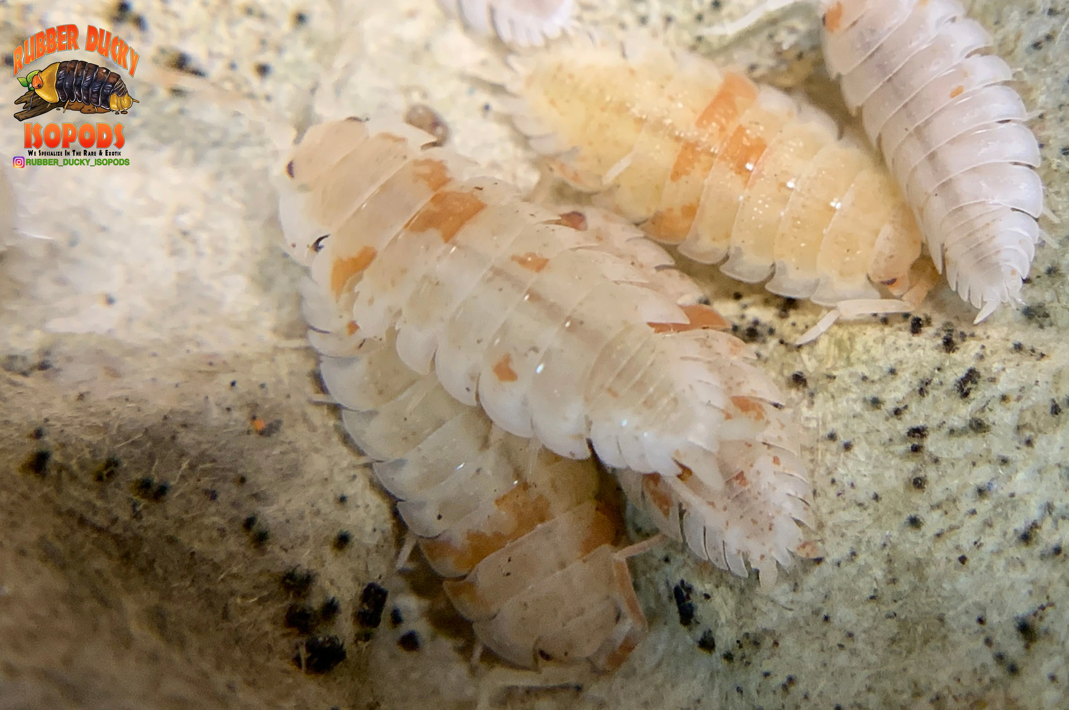 "Orange Dalmatians" Reptile Feeder Isopods (Porcellio scaber) 10 Count - Image 4