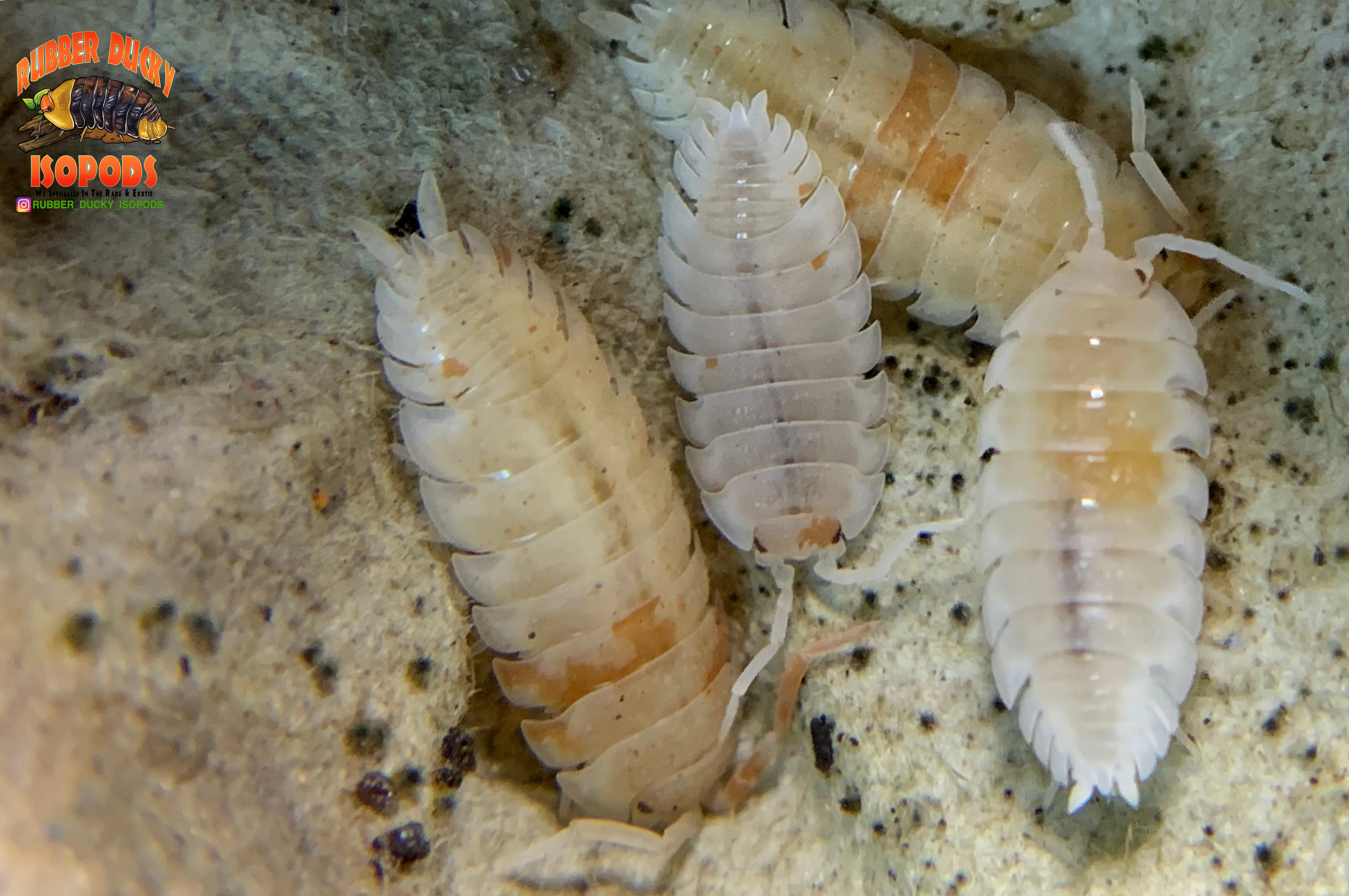 "Orange Dalmatians" Reptile Feeder Isopods (Porcellio scaber) 10 Count - Image 5
