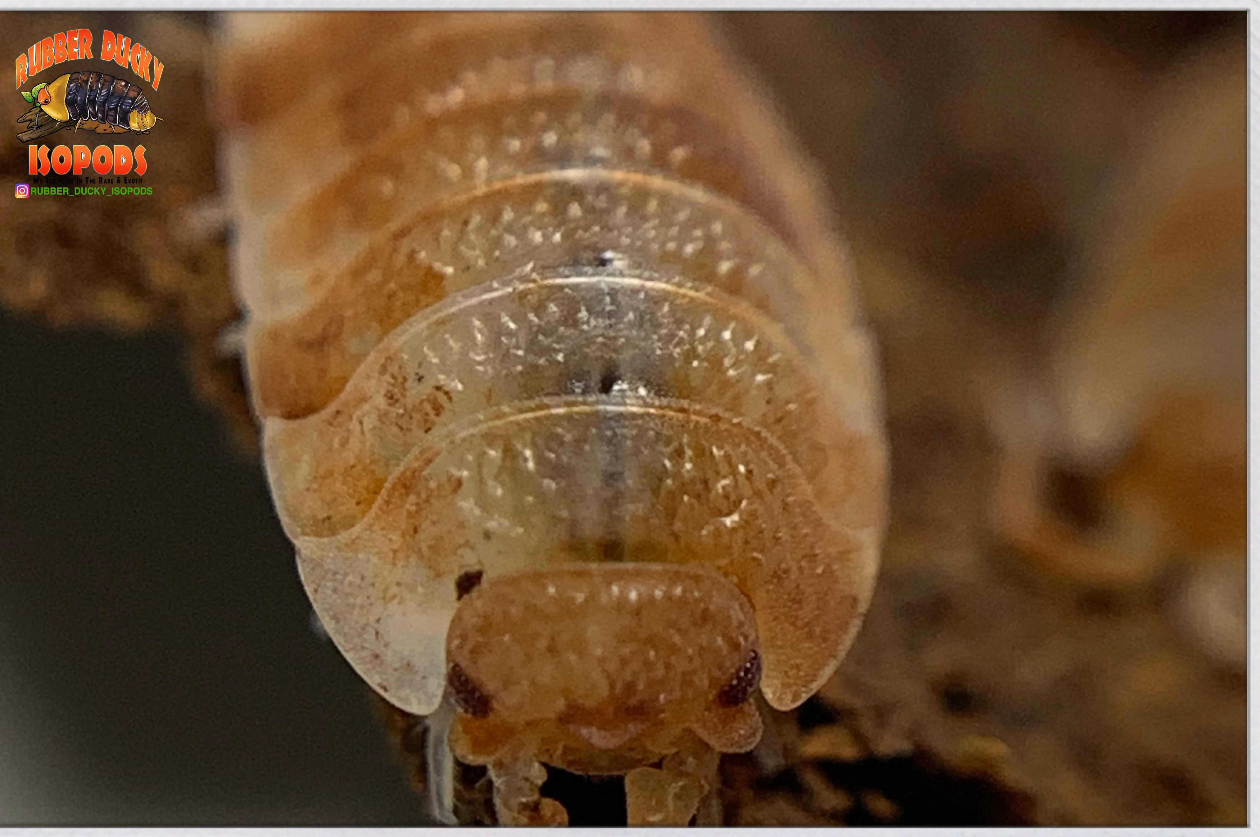 "Orange KOI" Gorgeous Coloring Isopods (Porcellio scaber) 10 Count - Image 3