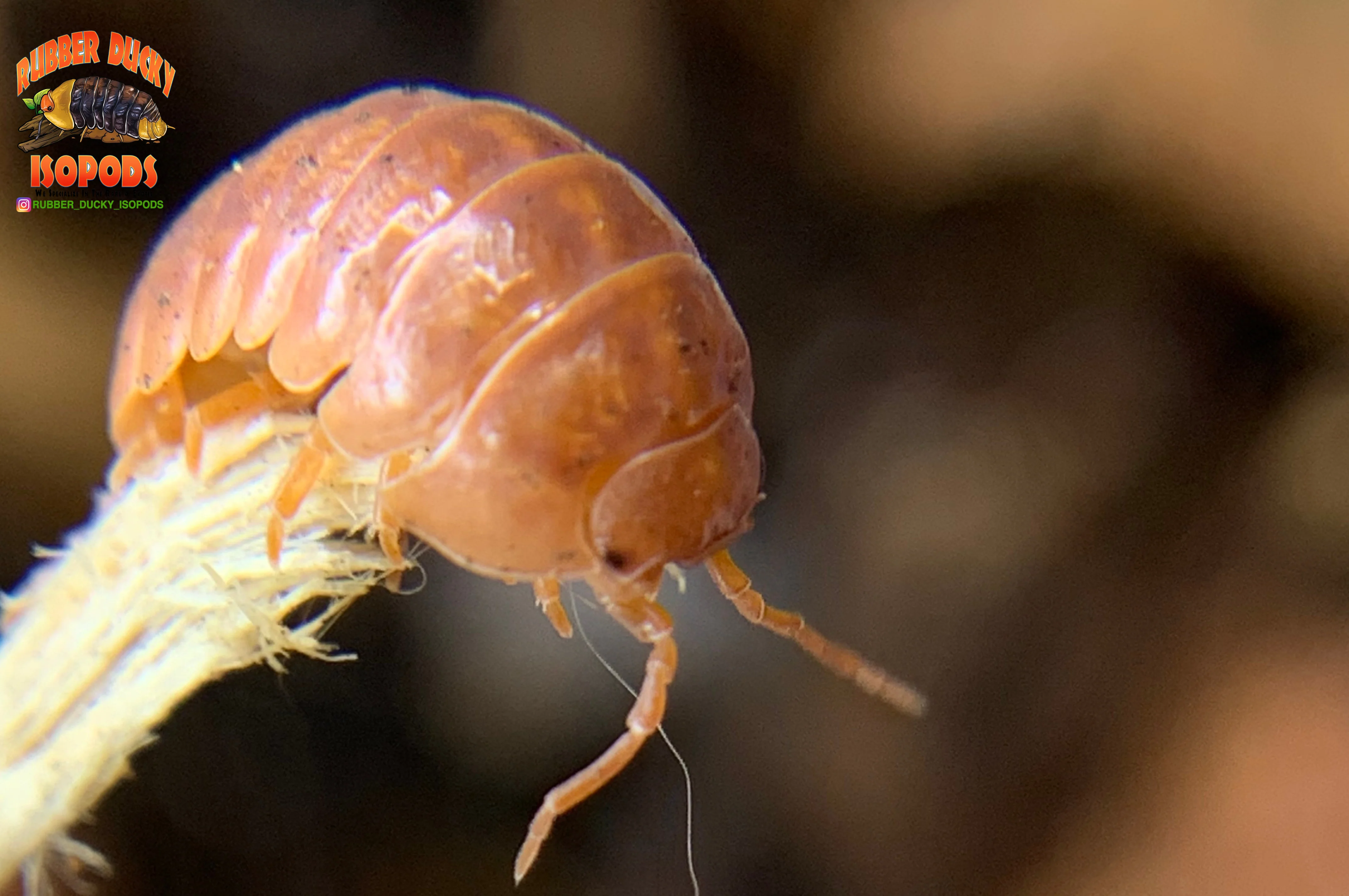 "Orange Vigor" Isopods "Mediterranean" (Armadillidium vulgare) 10 Count - Image 2