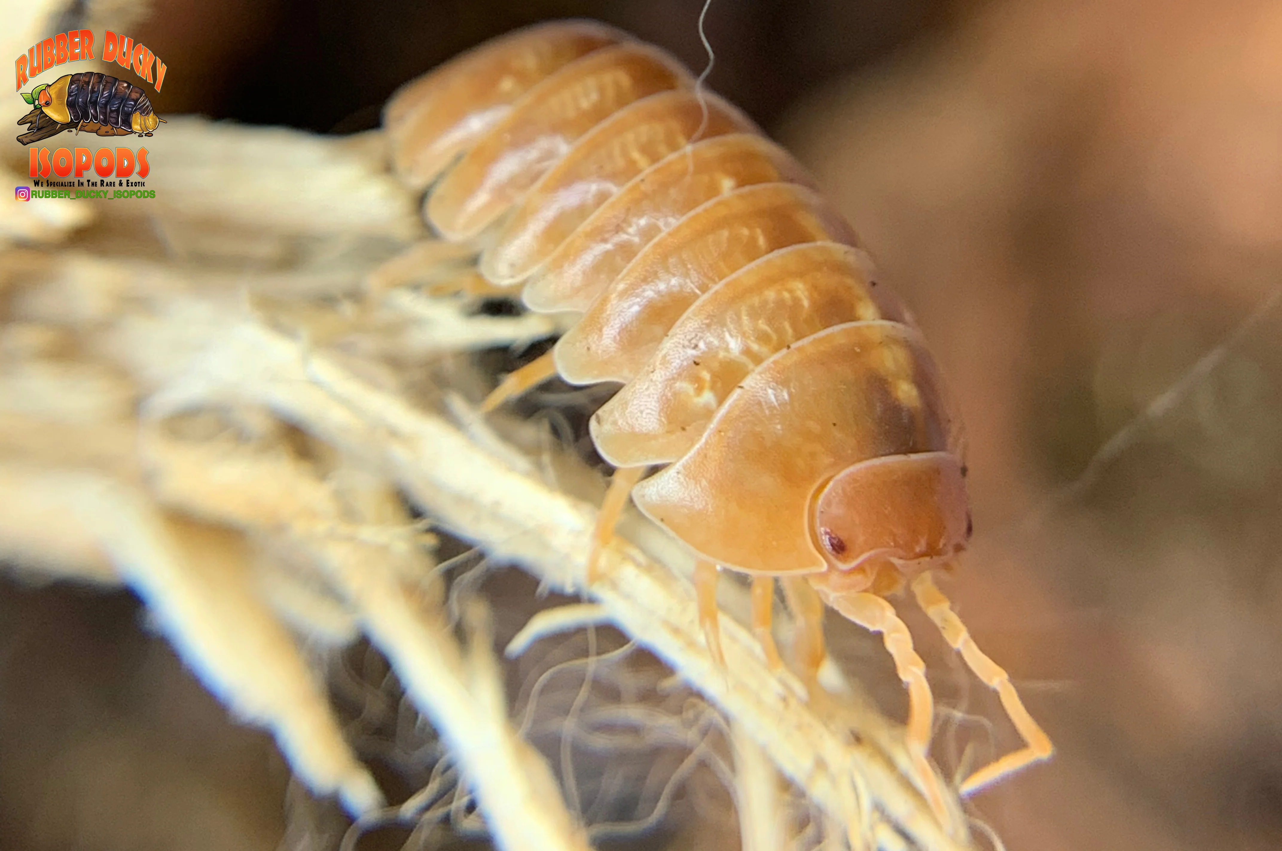 "Orange Vigor" Isopods "Mediterranean" (Armadillidium vulgare) 10 Count - Image 3