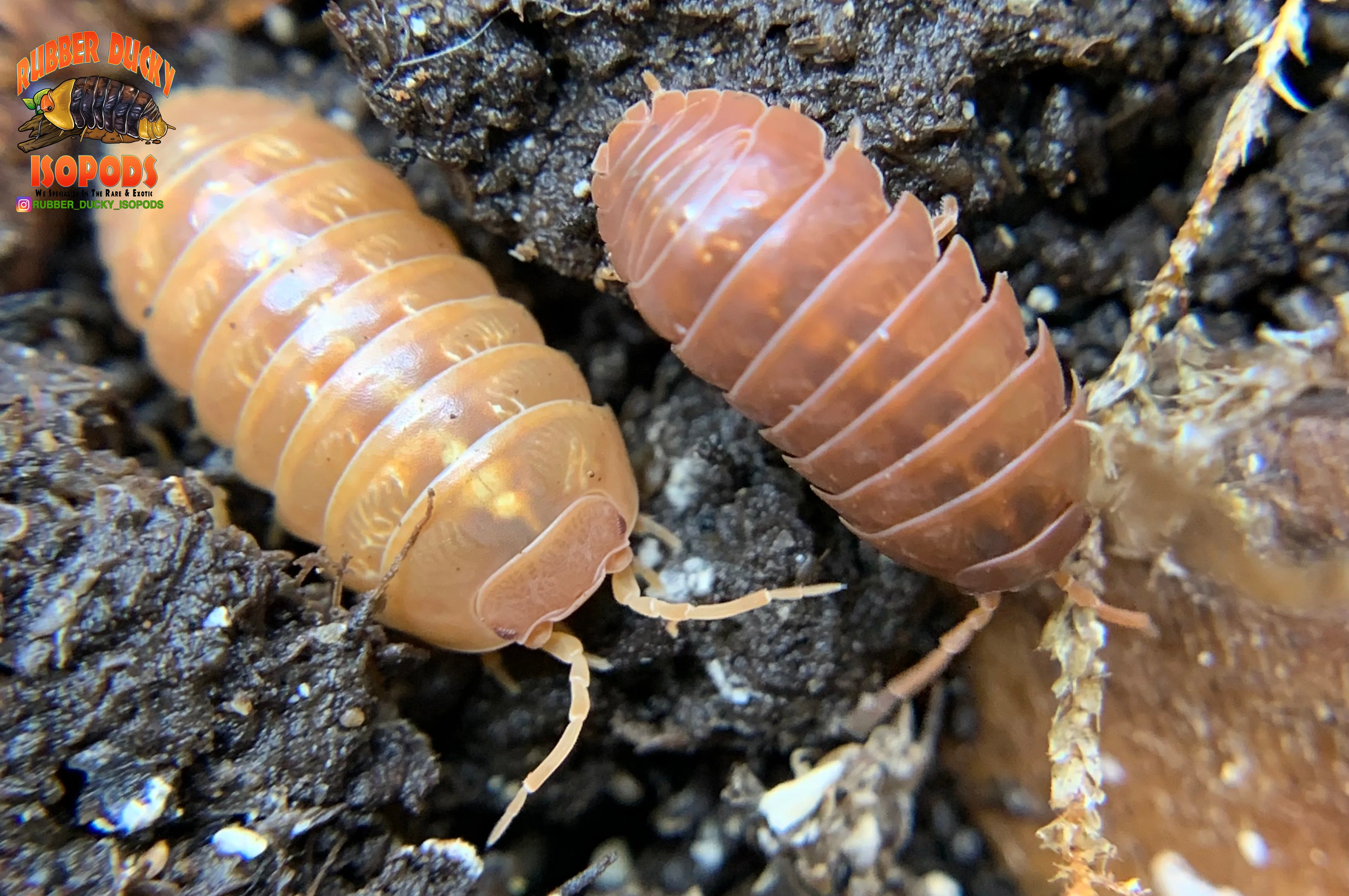 "Orange Vigor" Isopods "Mediterranean" (Armadillidium vulgare) 10 Count - Image 4