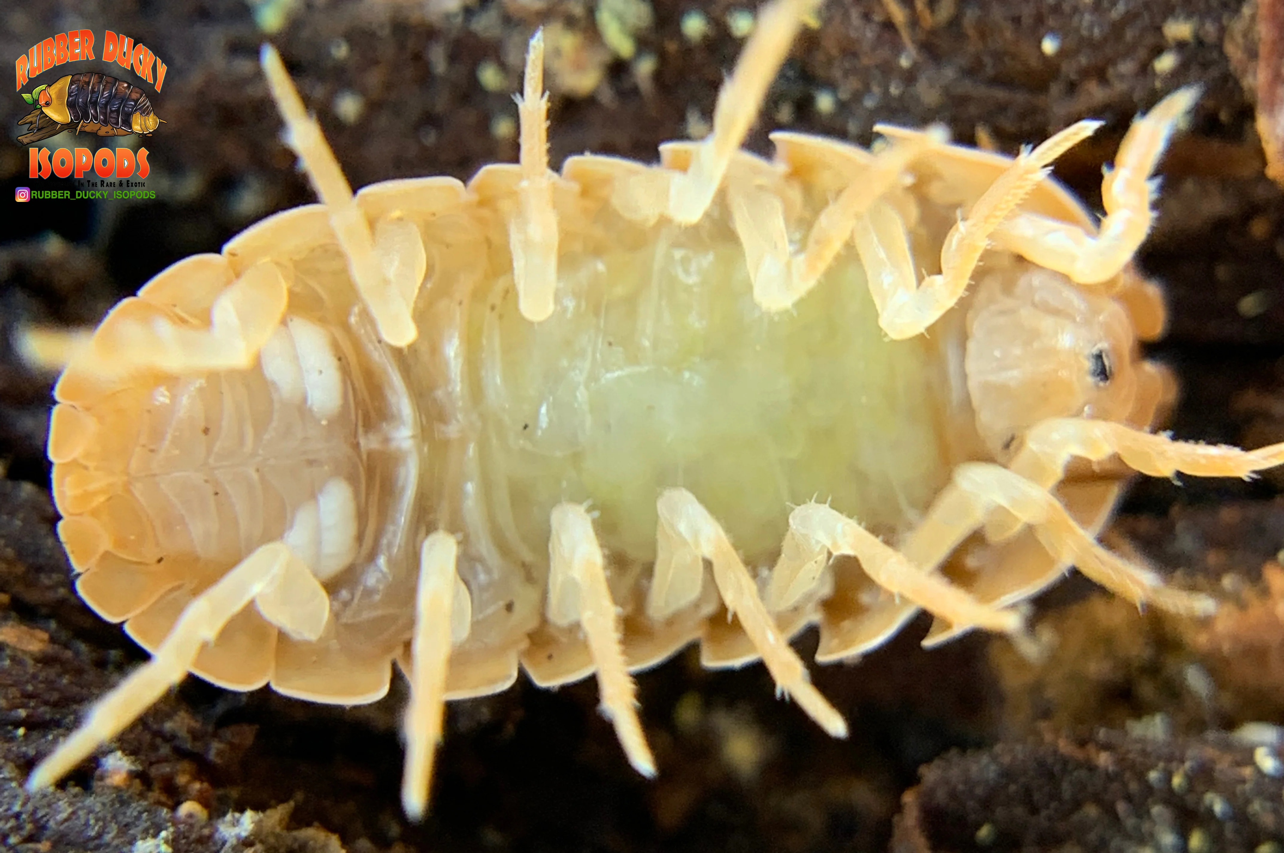 "Orange Vigor" Isopods "Mediterranean" (Armadillidium vulgare) 10 Count - Image 5