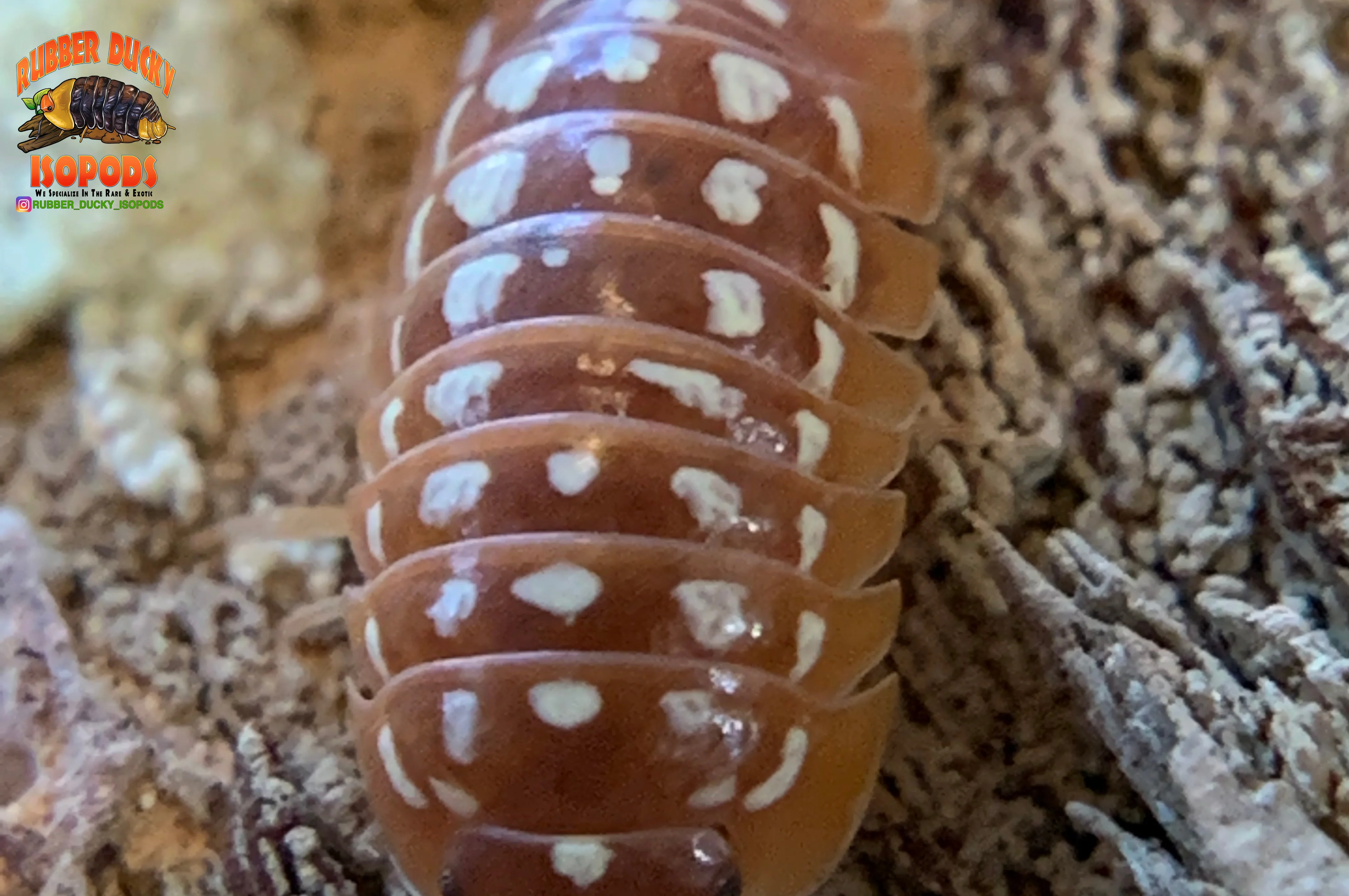 "Orange Werneri" Isopods "Greece Line" (Armadillidium werneri) 10 Count - Image 2