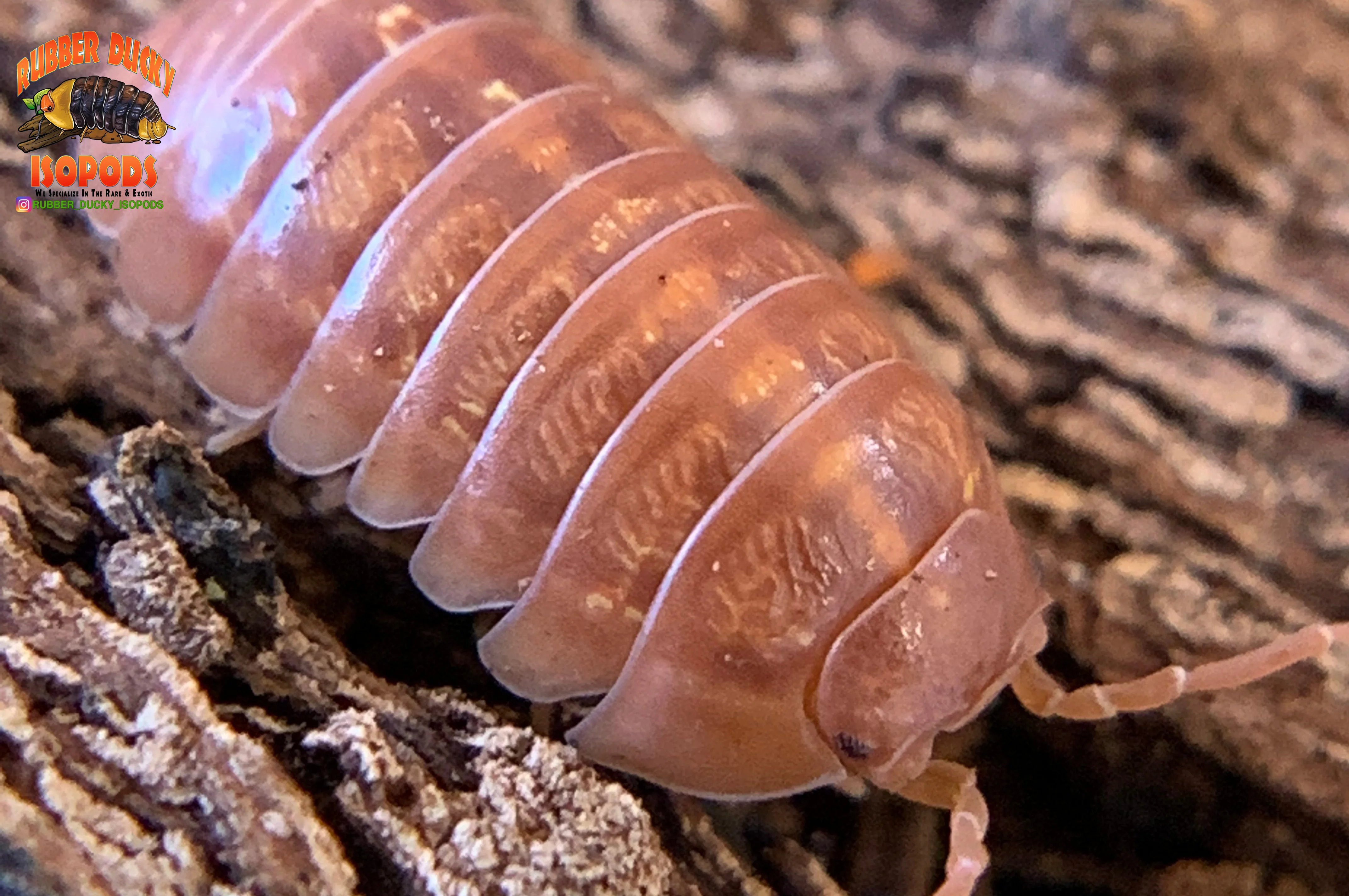 "Orange Werneri" Isopods "Greece Line" (Armadillidium werneri) 10 Count - Image 3