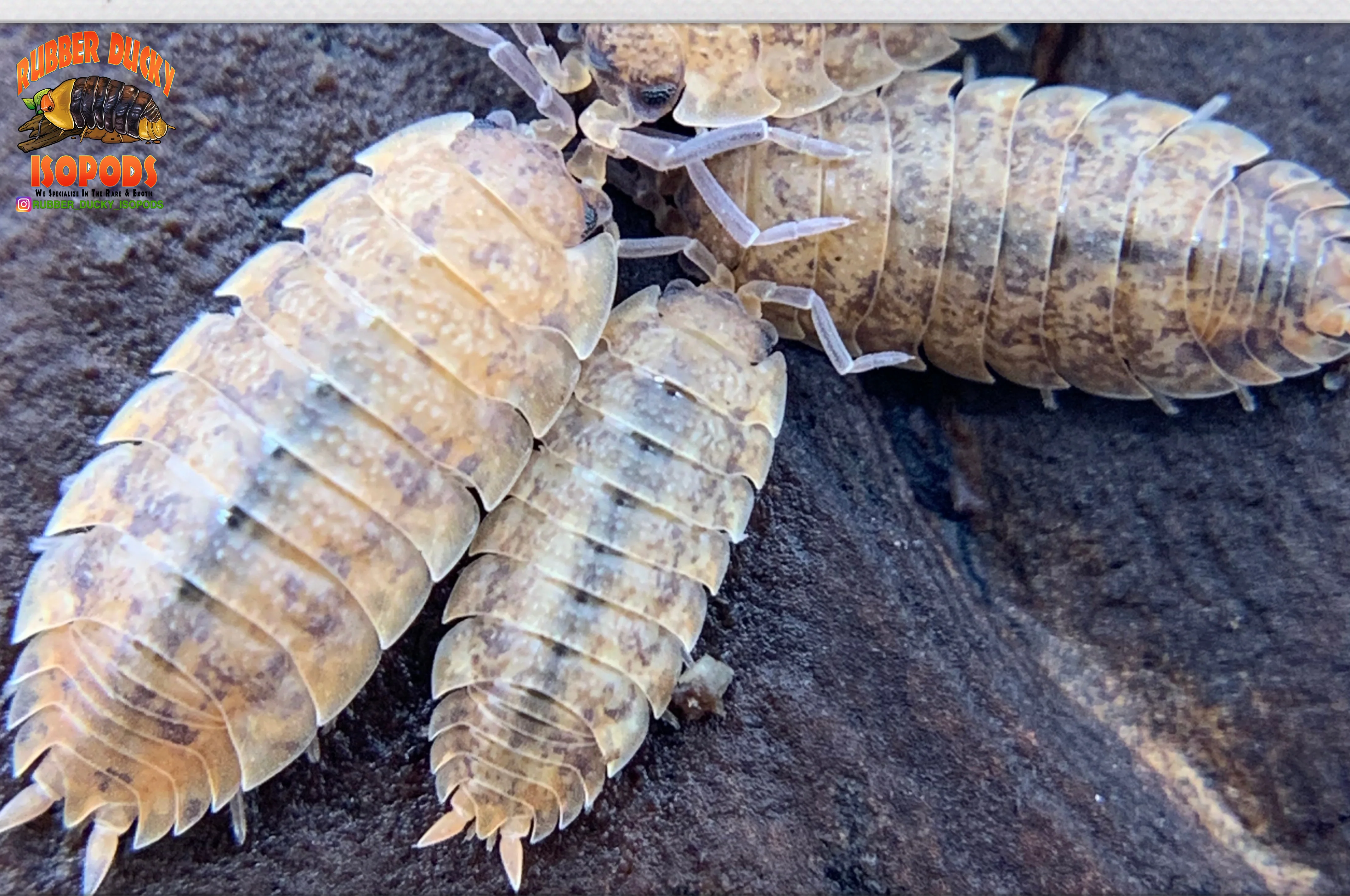 "Orin's Calico" Clean Up Crew Isopods (Porcellio scaber) 10 Count - Image 3