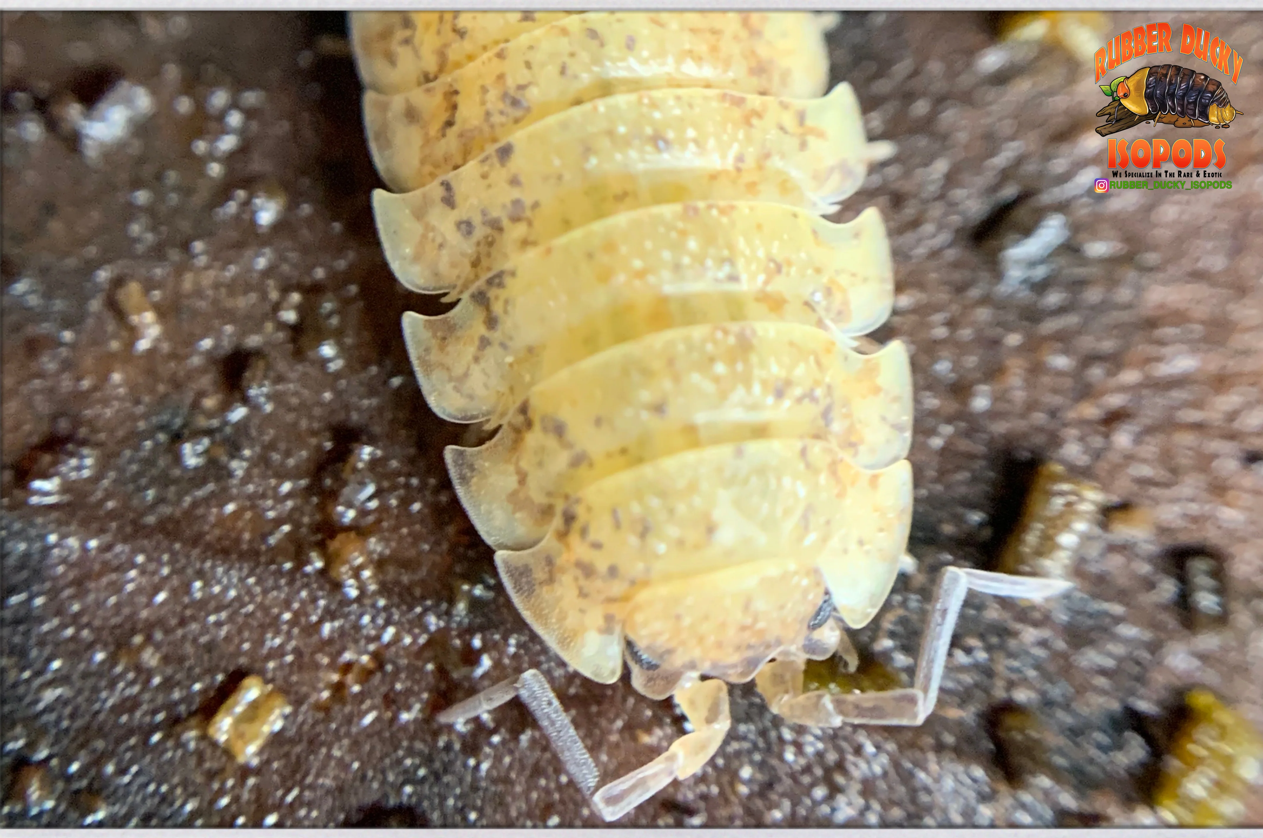 "Orin's Calico" Clean Up Crew Isopods (Porcellio scaber) 10 Count - Image 4