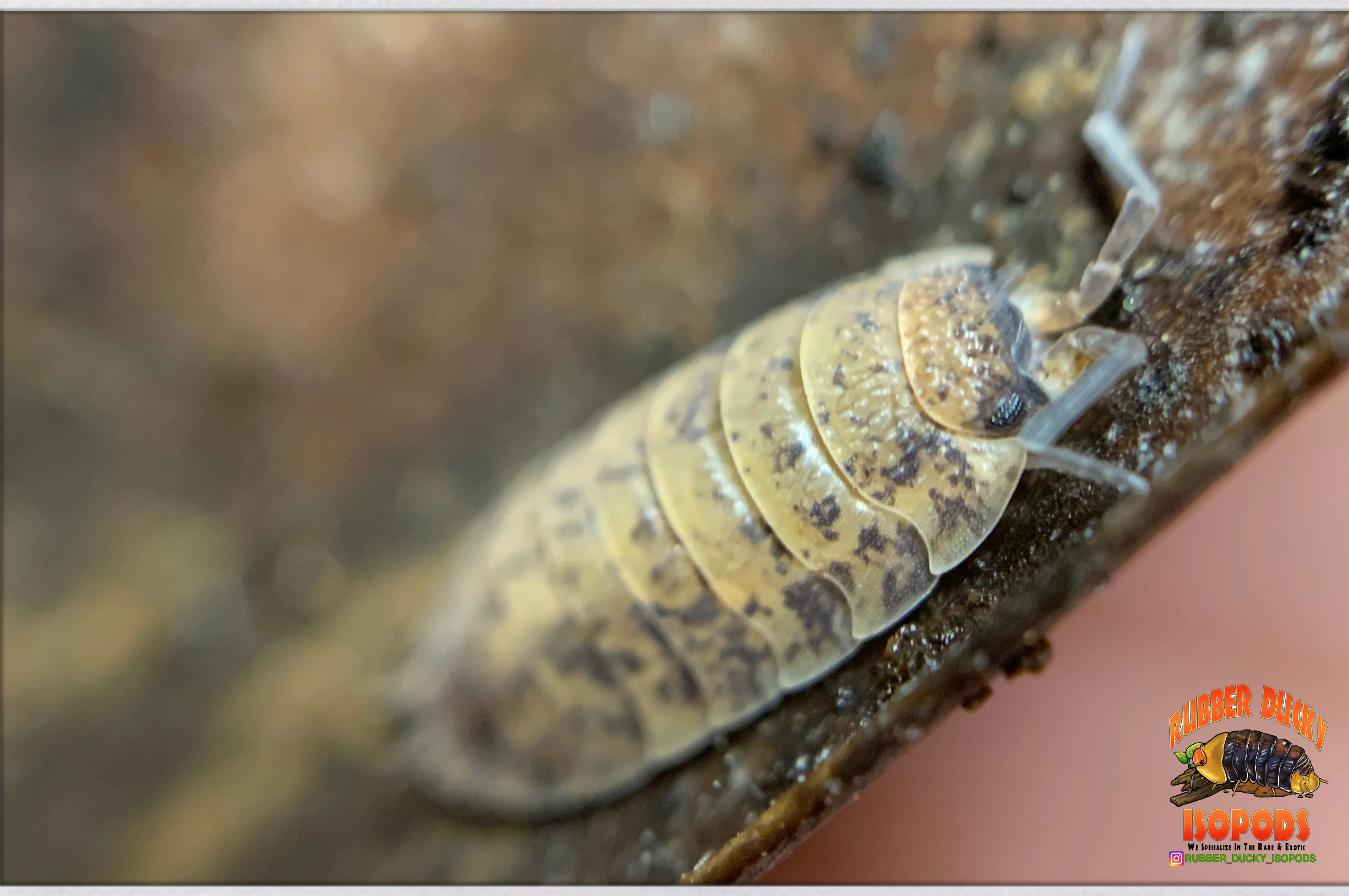 "Orin's Calico" Clean Up Crew Isopods (Porcellio scaber) 10 Count - Image 5