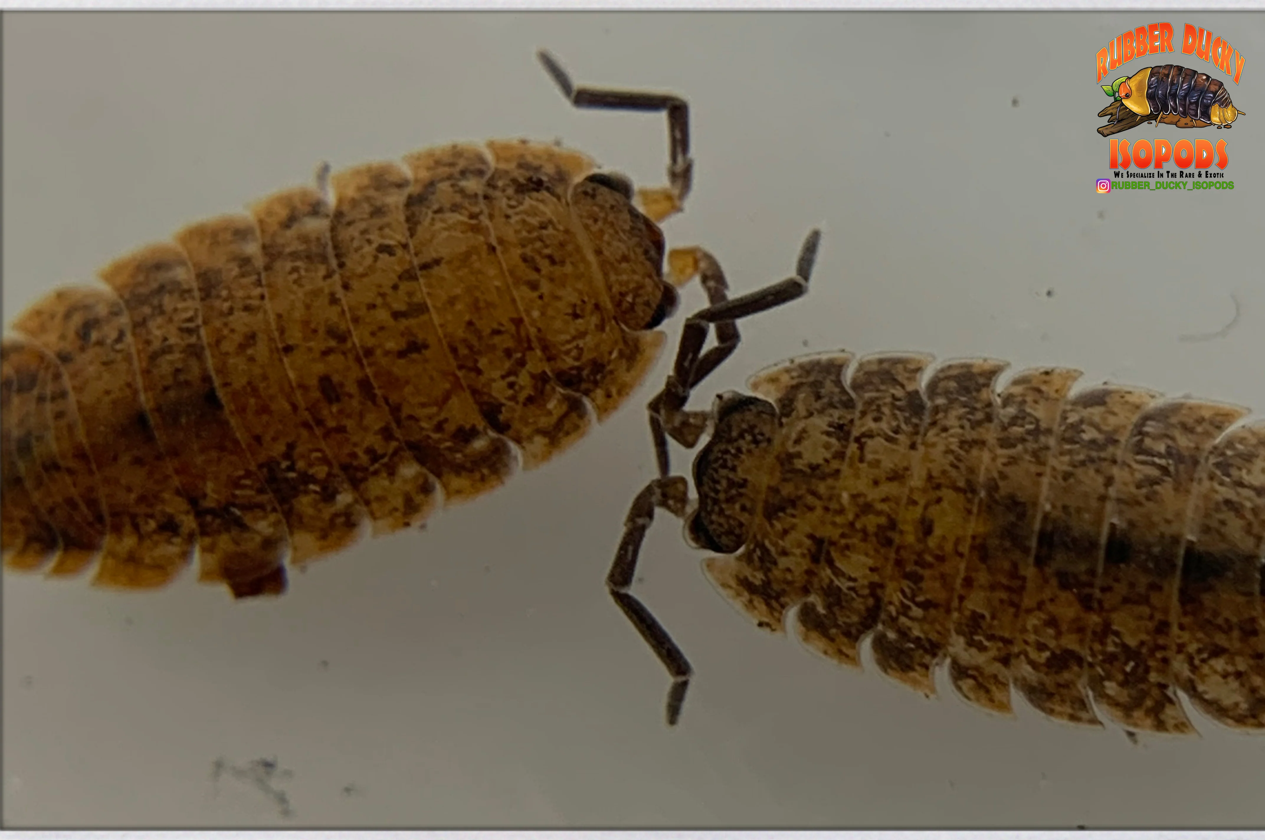 "Orin's Calico" Clean Up Crew Isopods (Porcellio scaber) 10 Count - Image 6