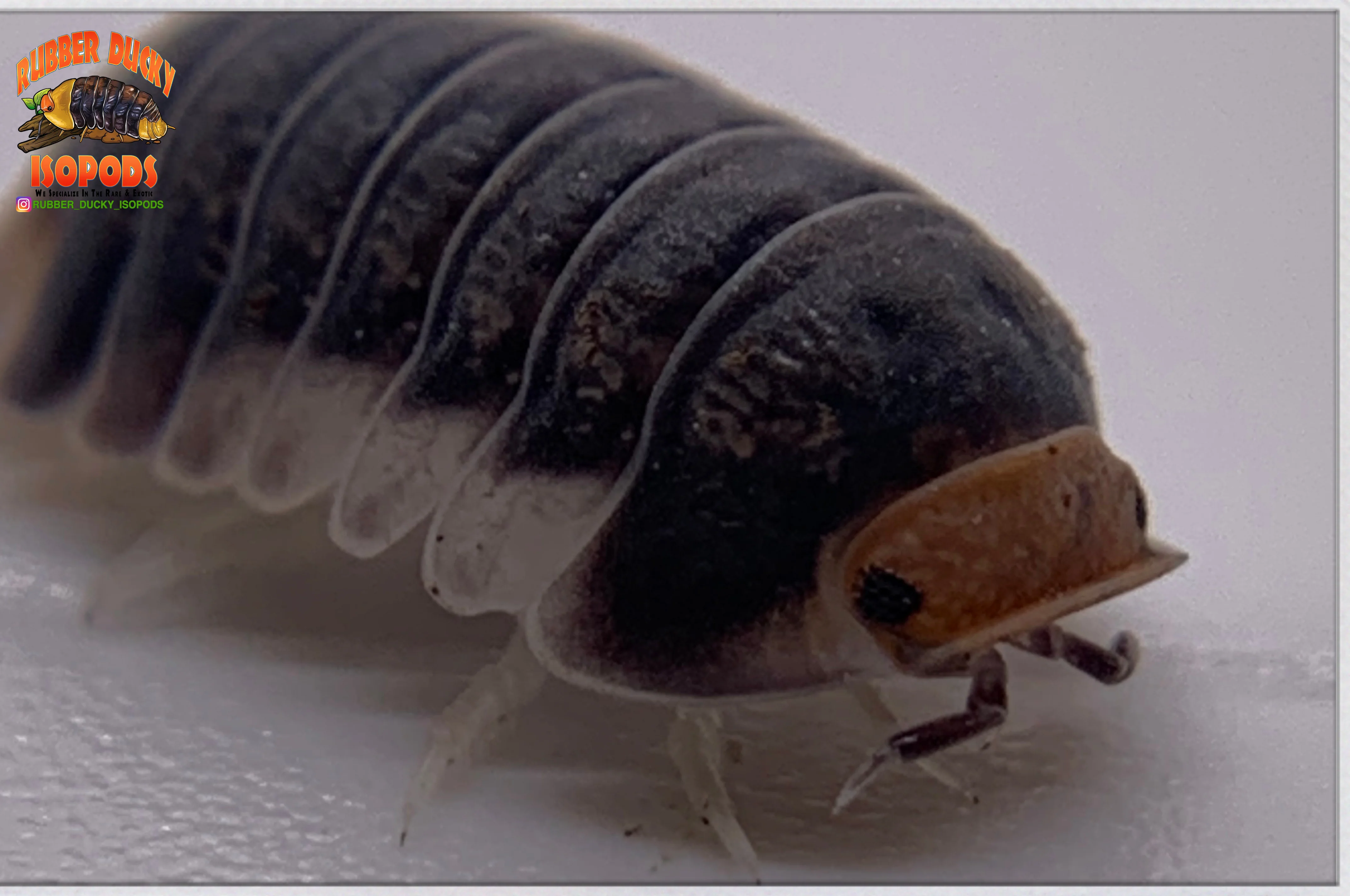 "Pak Chong" Pink Faced Rubber Ducky Isopods  (Cubaris sp.) 6 Count - Image 3