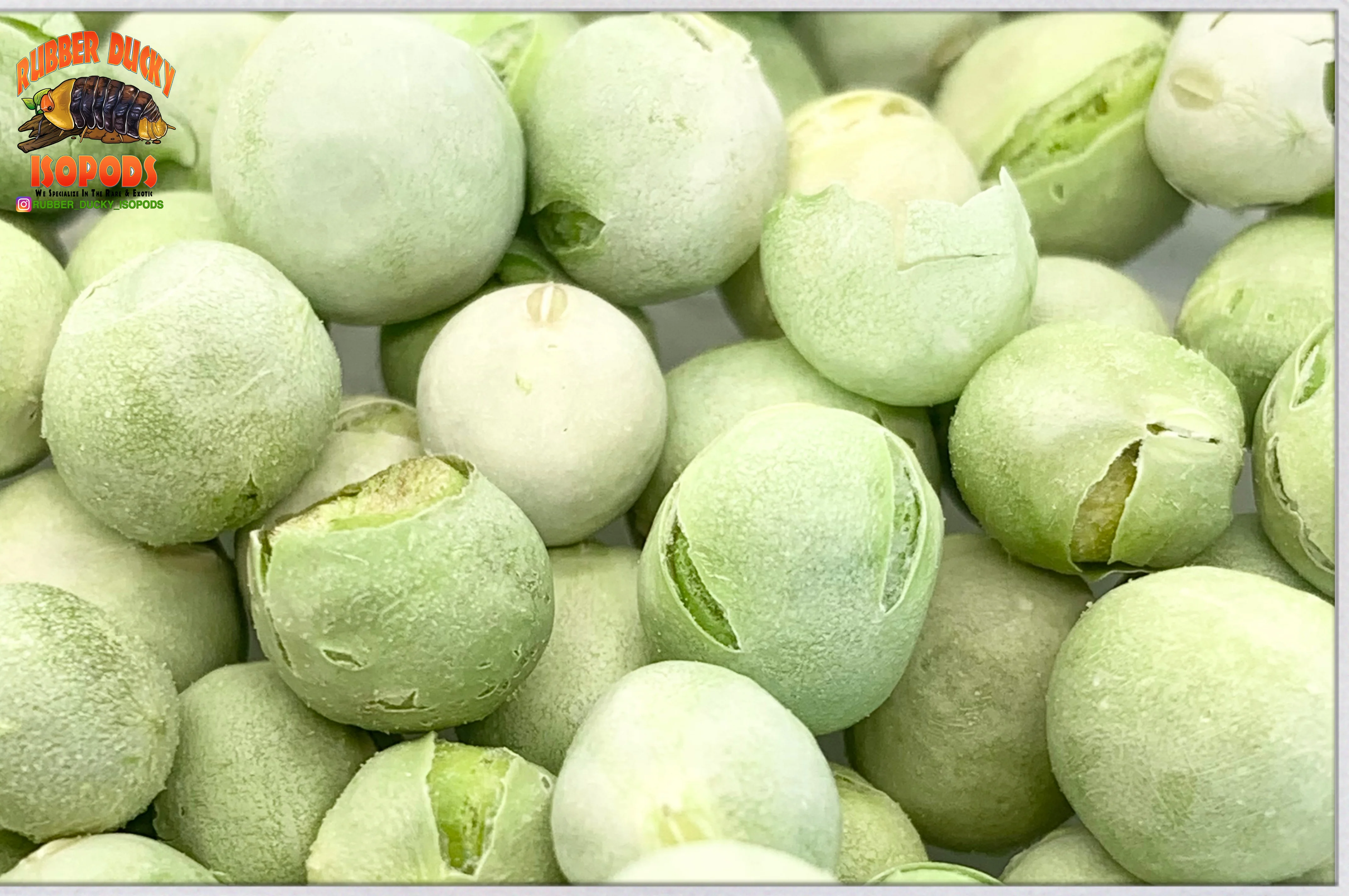 Pea Pods For Isopods © (100% Freeze Dried American Peas) - Image 4