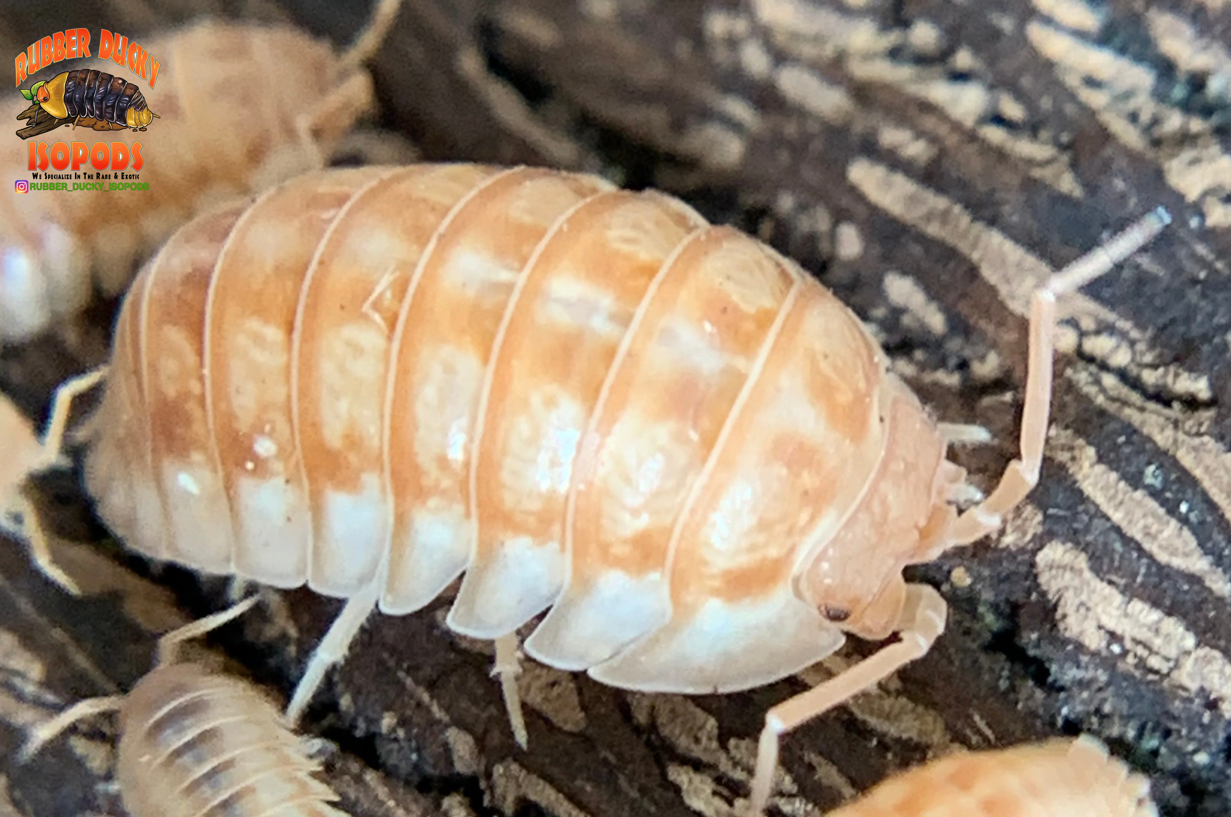 "Peach" PERFECT Beginner Isopods (Armadillidium nasatum) 10 Count - Image 2