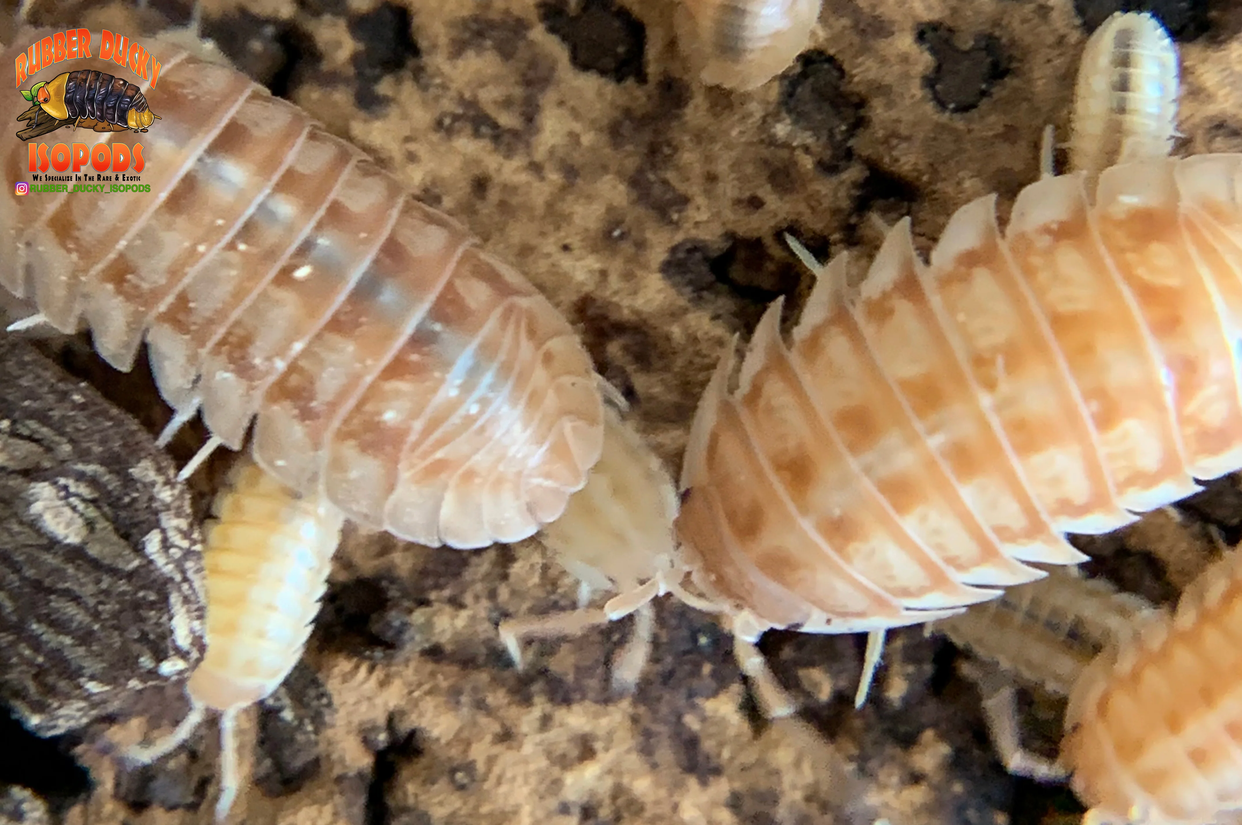 "Peach" PERFECT Beginner Isopods (Armadillidium nasatum) 10 Count - Image 3