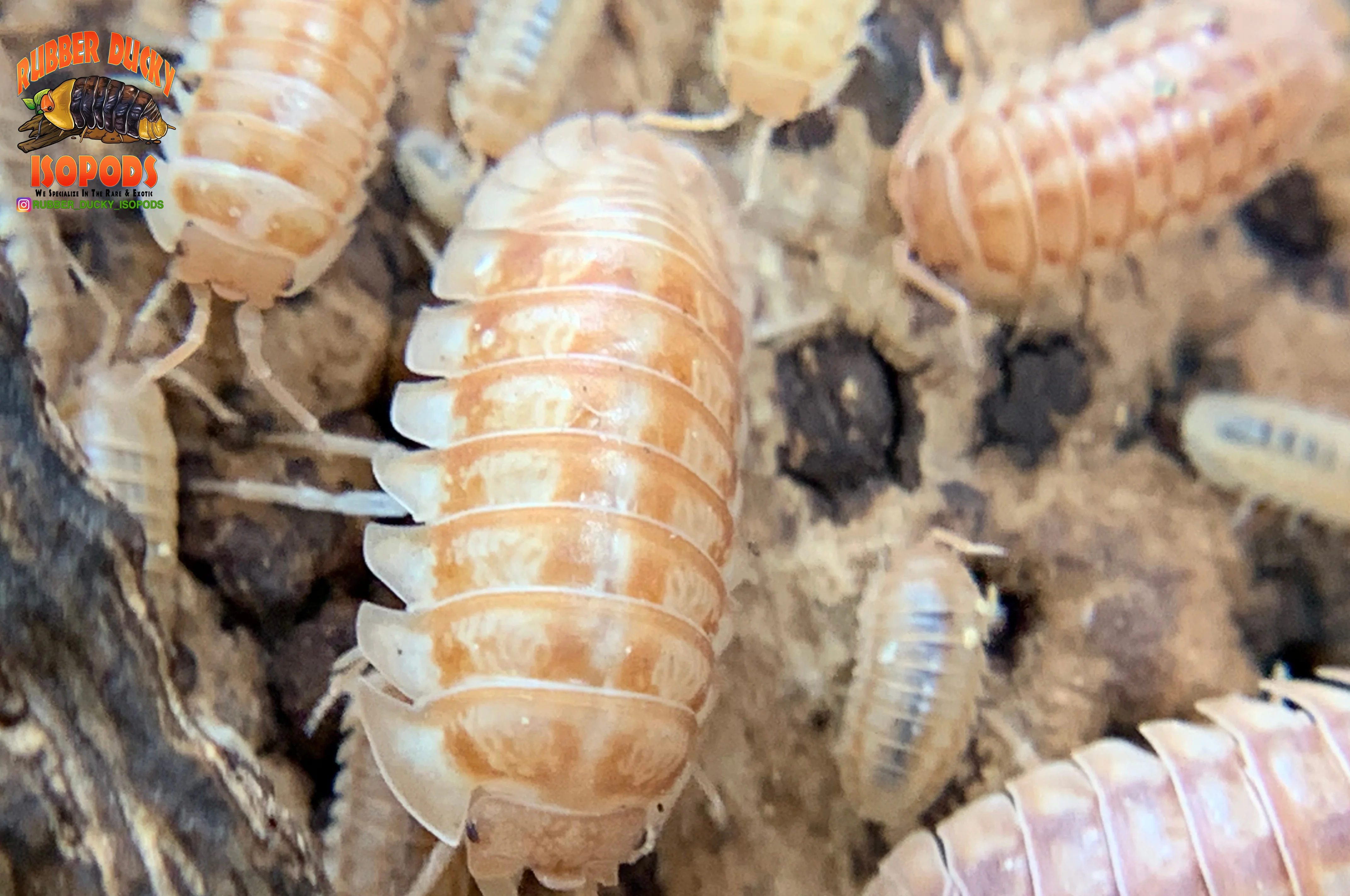 "Peach" PERFECT Beginner Isopods (Armadillidium nasatum) 10 Count - Image 4