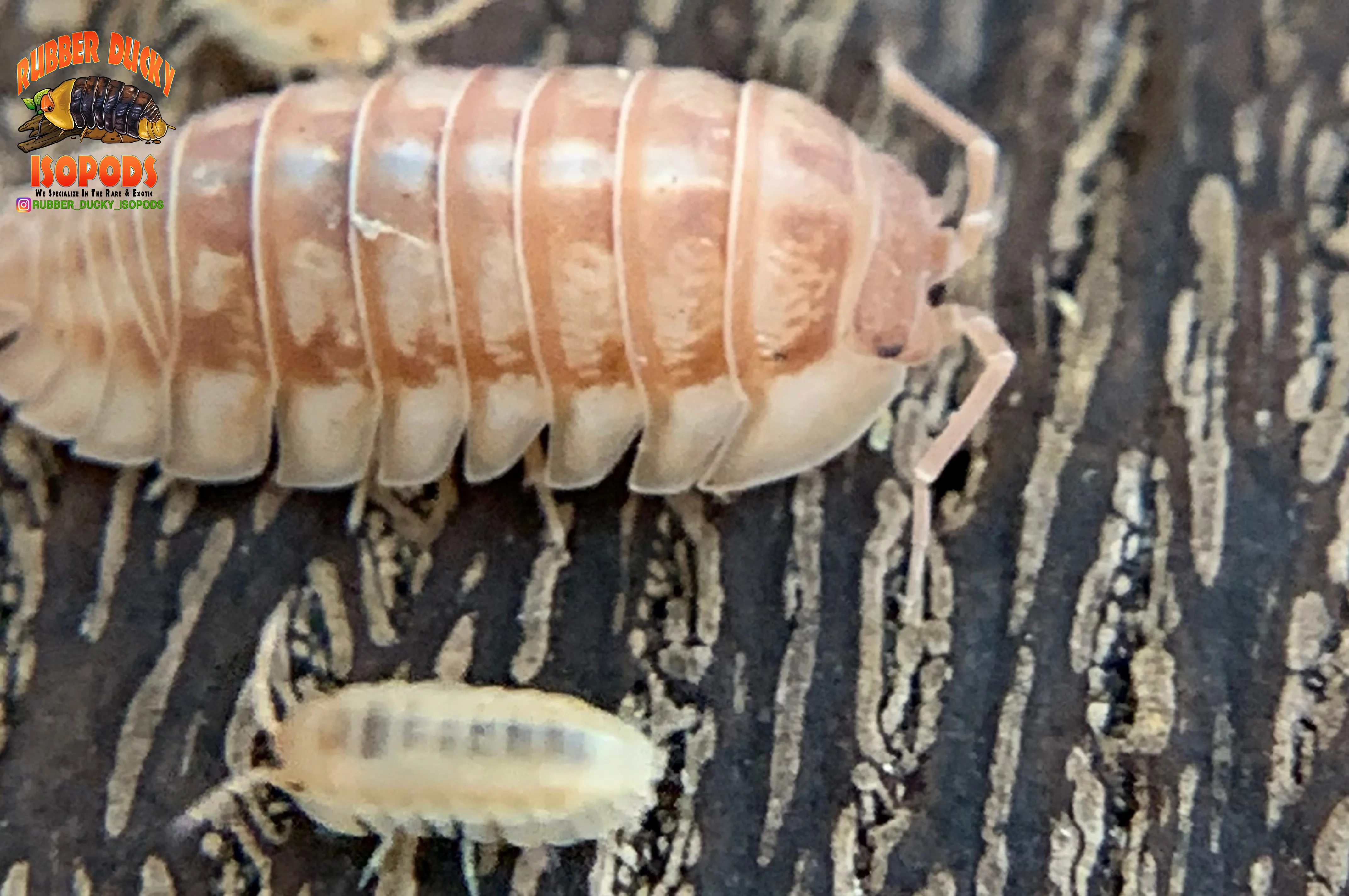 "Peach" PERFECT Beginner Isopods (Armadillidium nasatum) 10 Count - Image 5