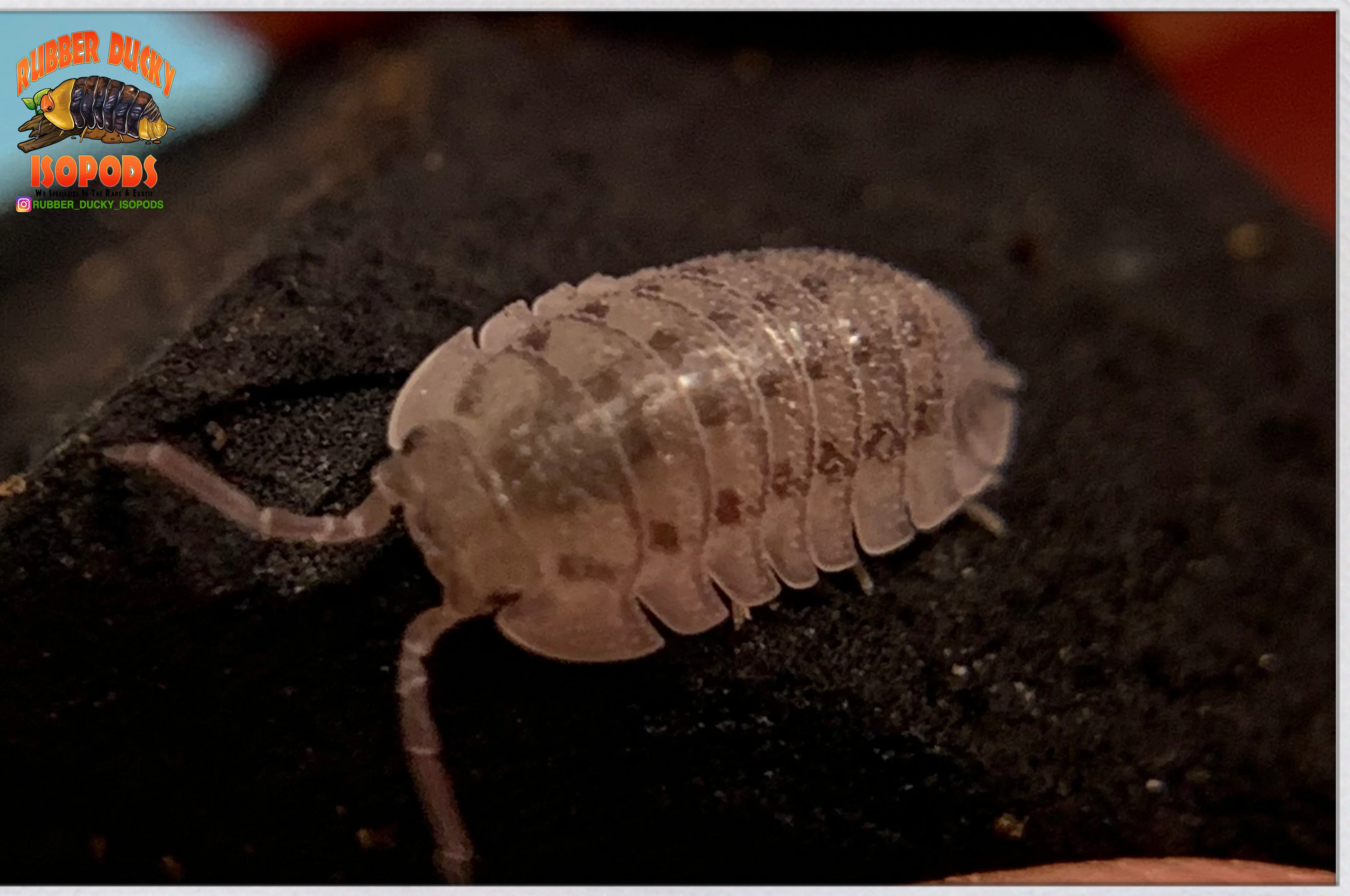"Peraccae" Easy To Breed Starter Isopods (Armadillidium) 10 Count - Image 3