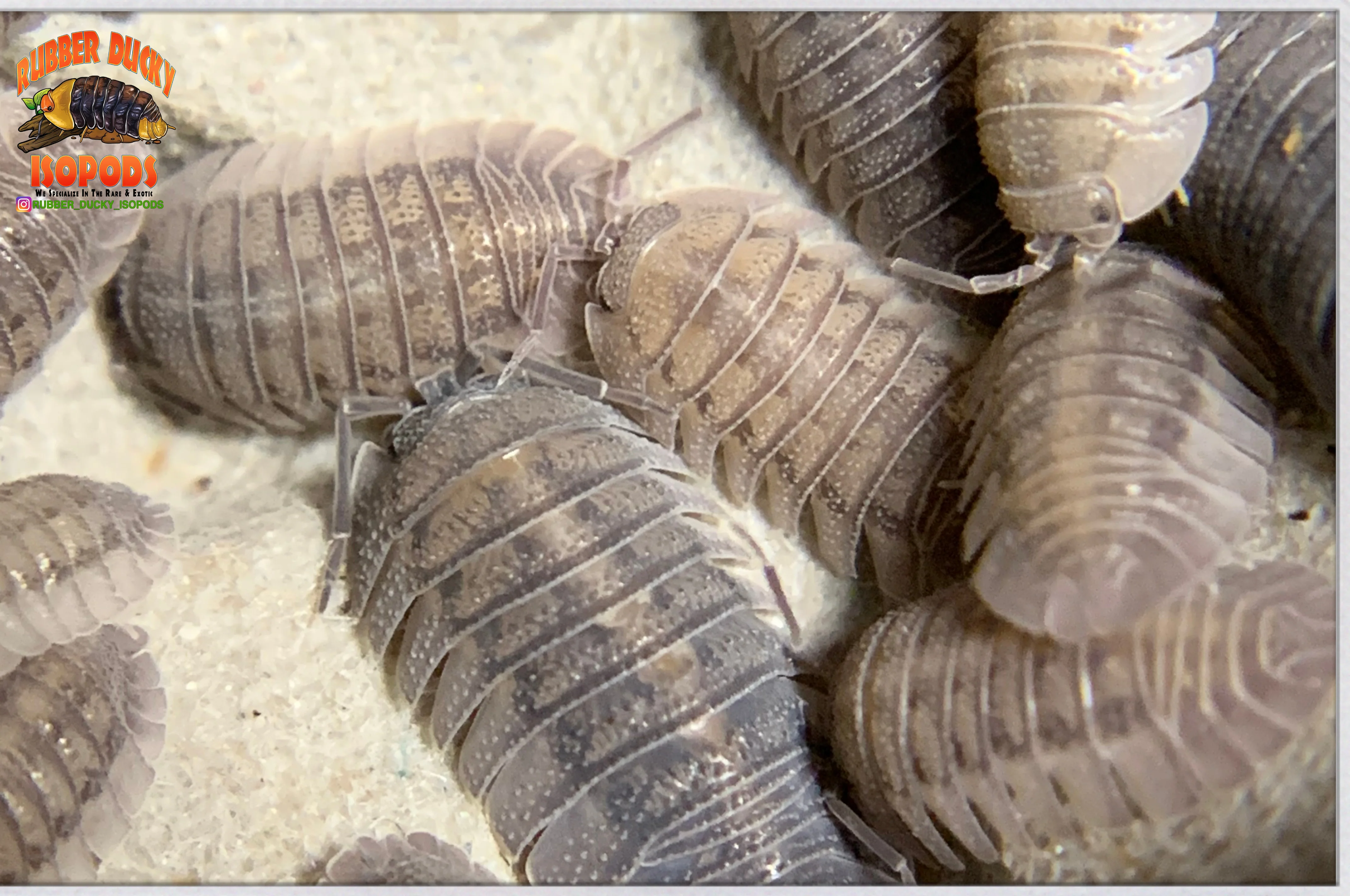 "Peraccae" Easy To Breed Starter Isopods (Armadillidium) 10 Count - Image 4