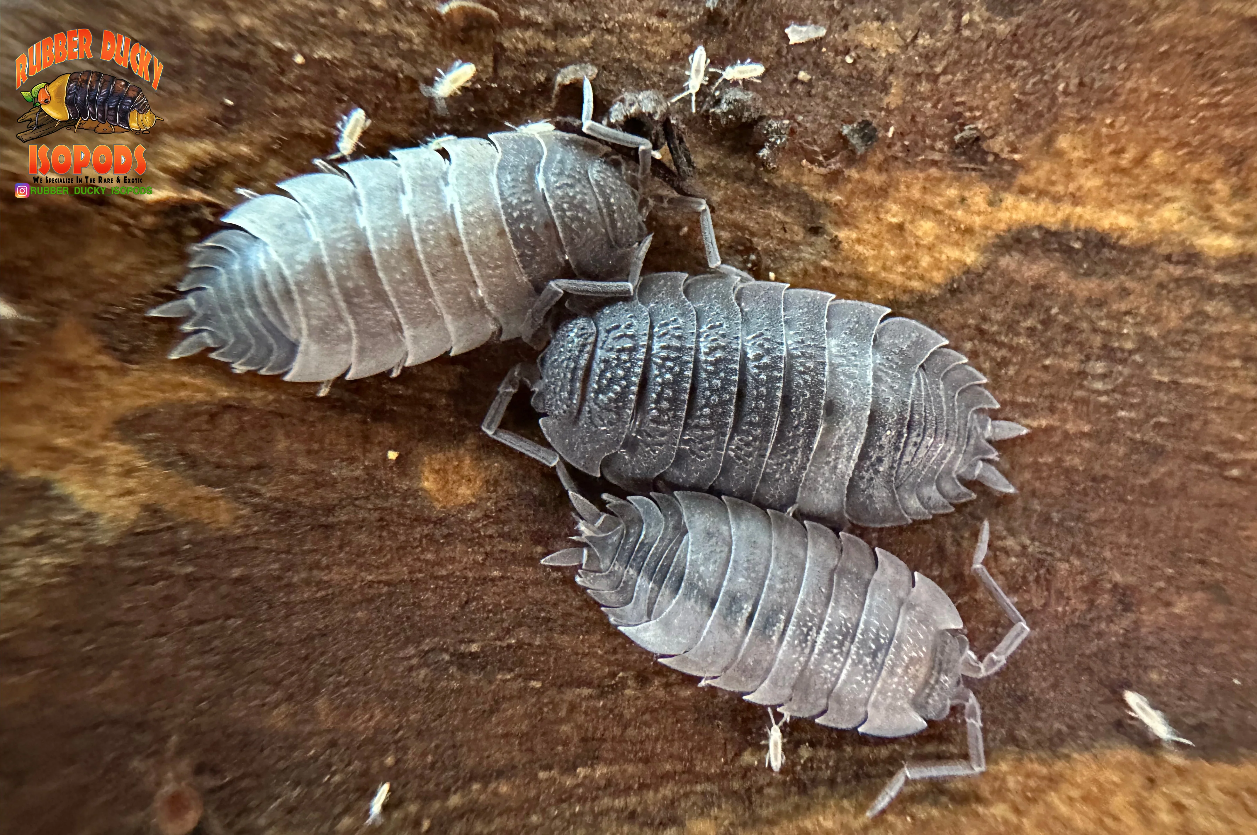 Porcellio Isopods