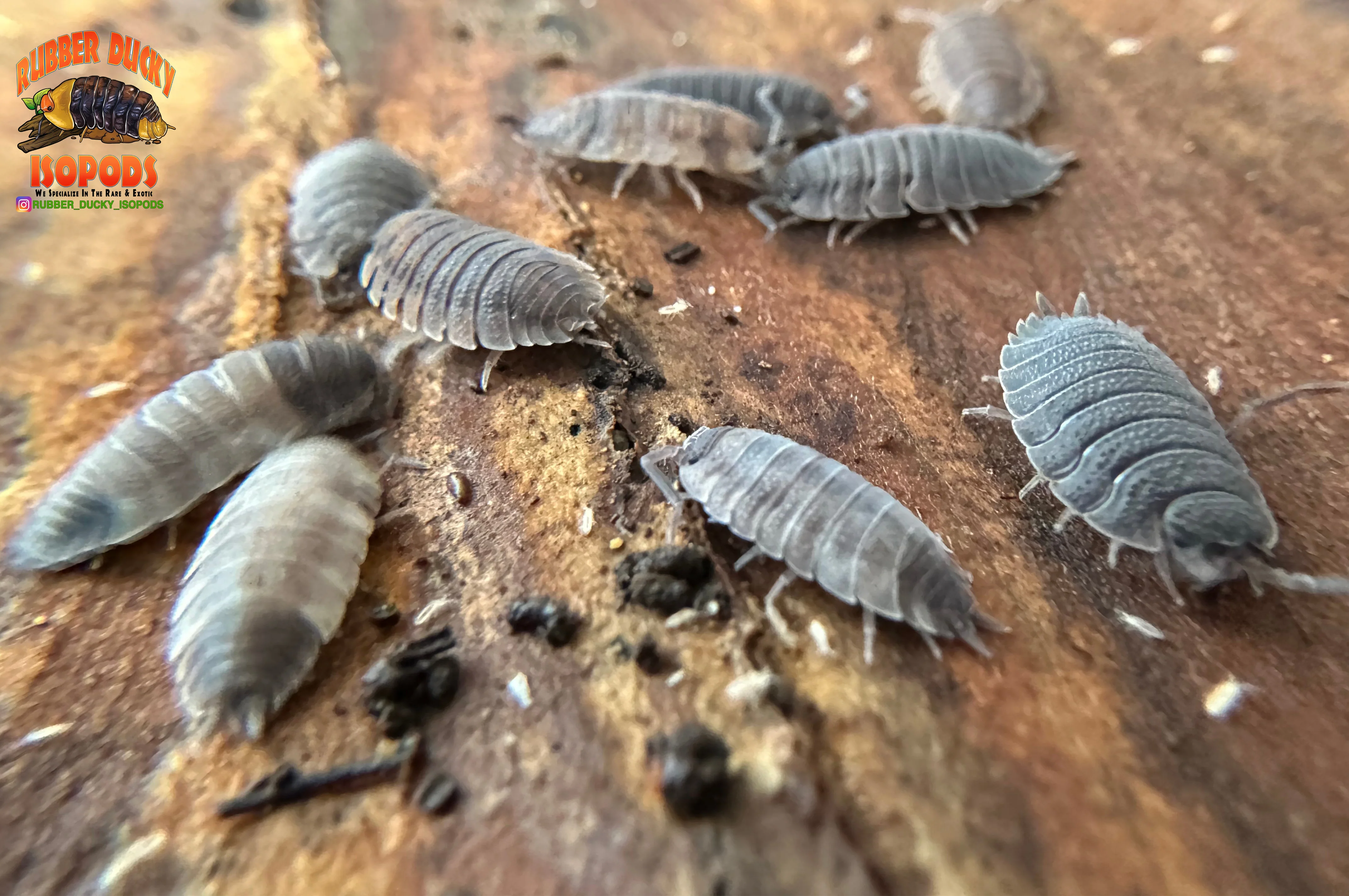 "Piebald" Cool Recessive Gene Isopods (Porcellio scaber) 10 Count - Image 2