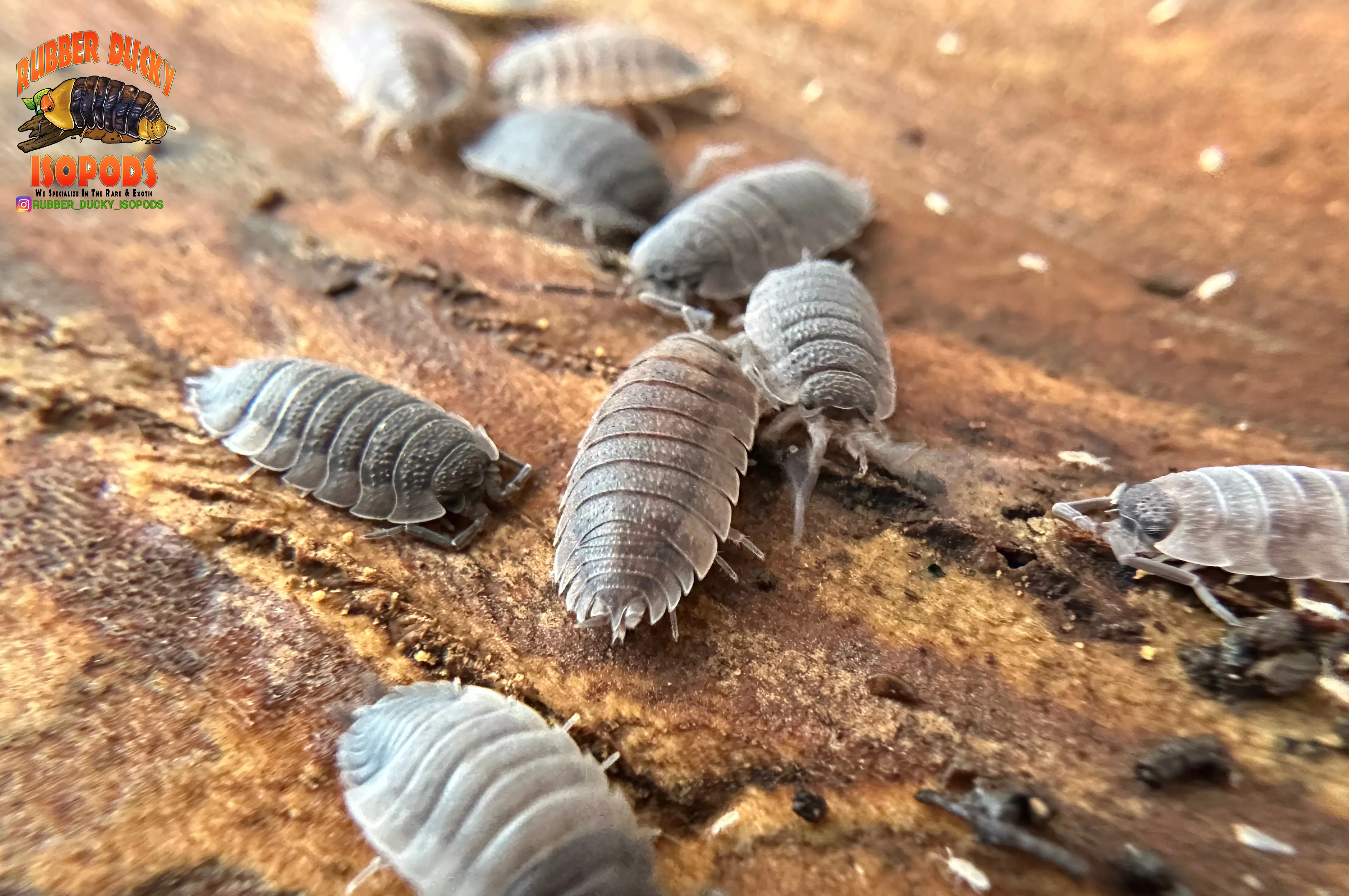 "Piebald" Cool Recessive Gene Isopods (Porcellio scaber) 10 Count - Image 3
