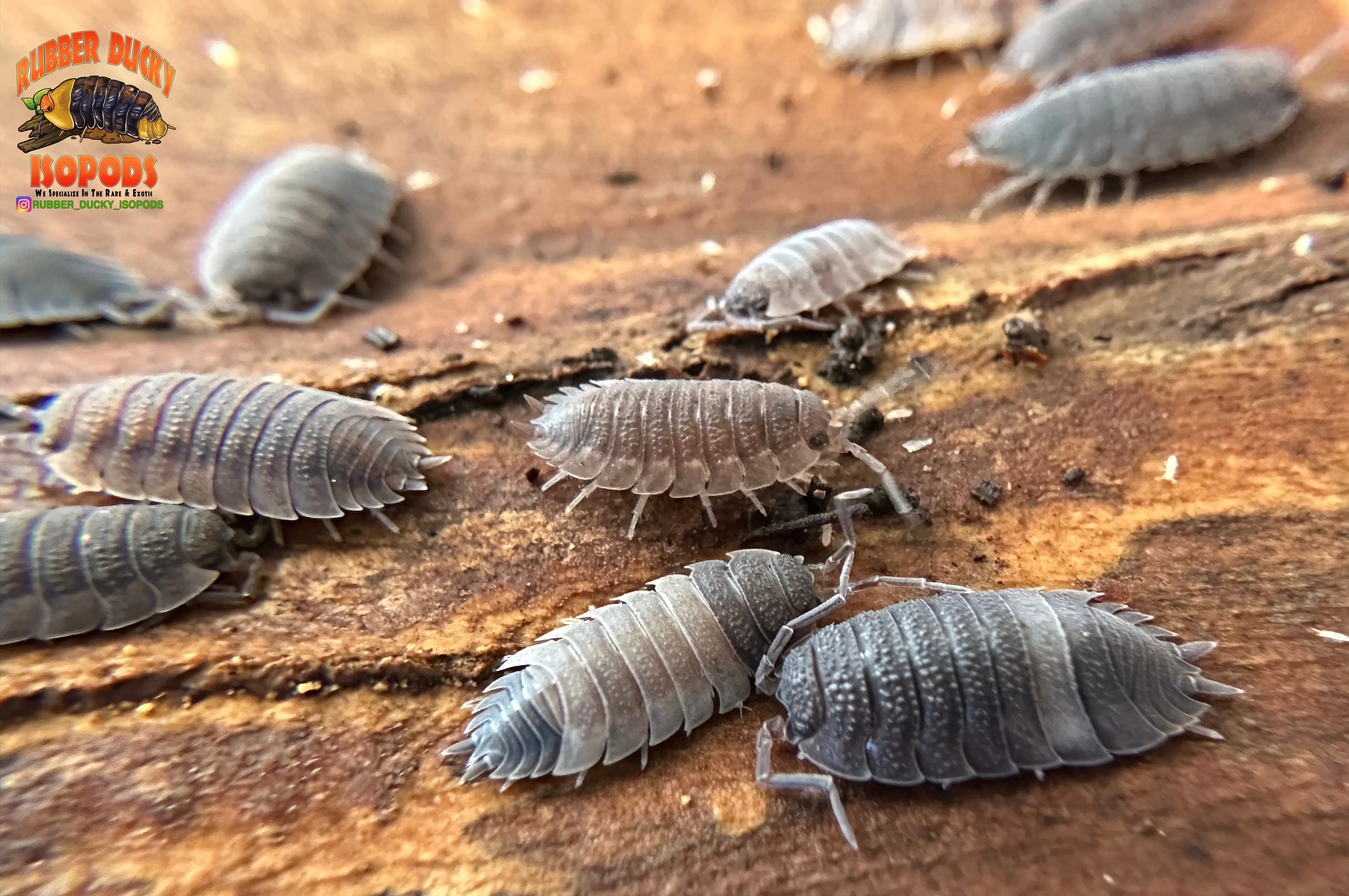 "Piebald" Cool Recessive Gene Isopods (Porcellio scaber) 10 Count - Image 4