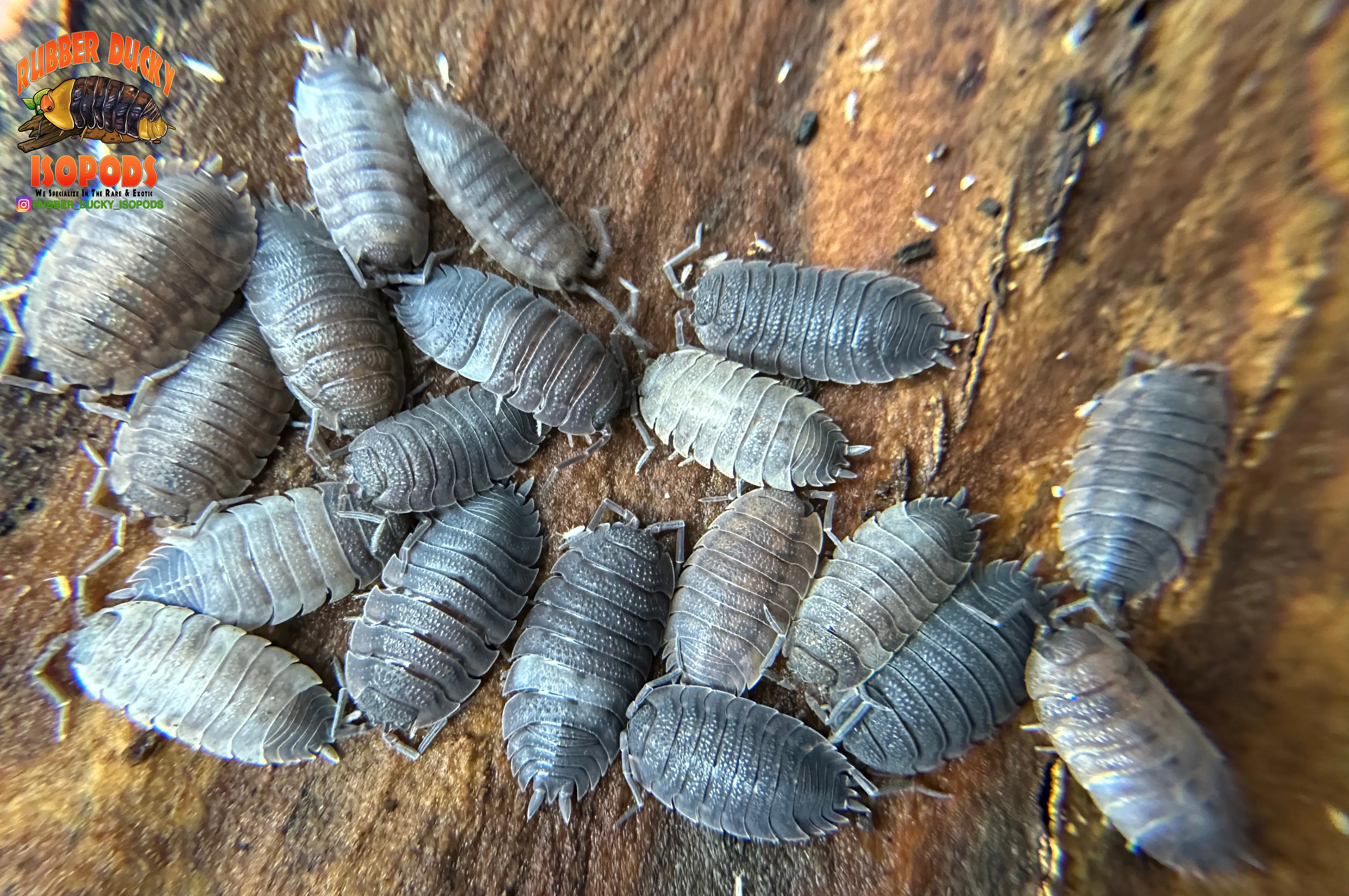 "Piebald" Cool Recessive Gene Isopods (Porcellio scaber) 10 Count - Image 5