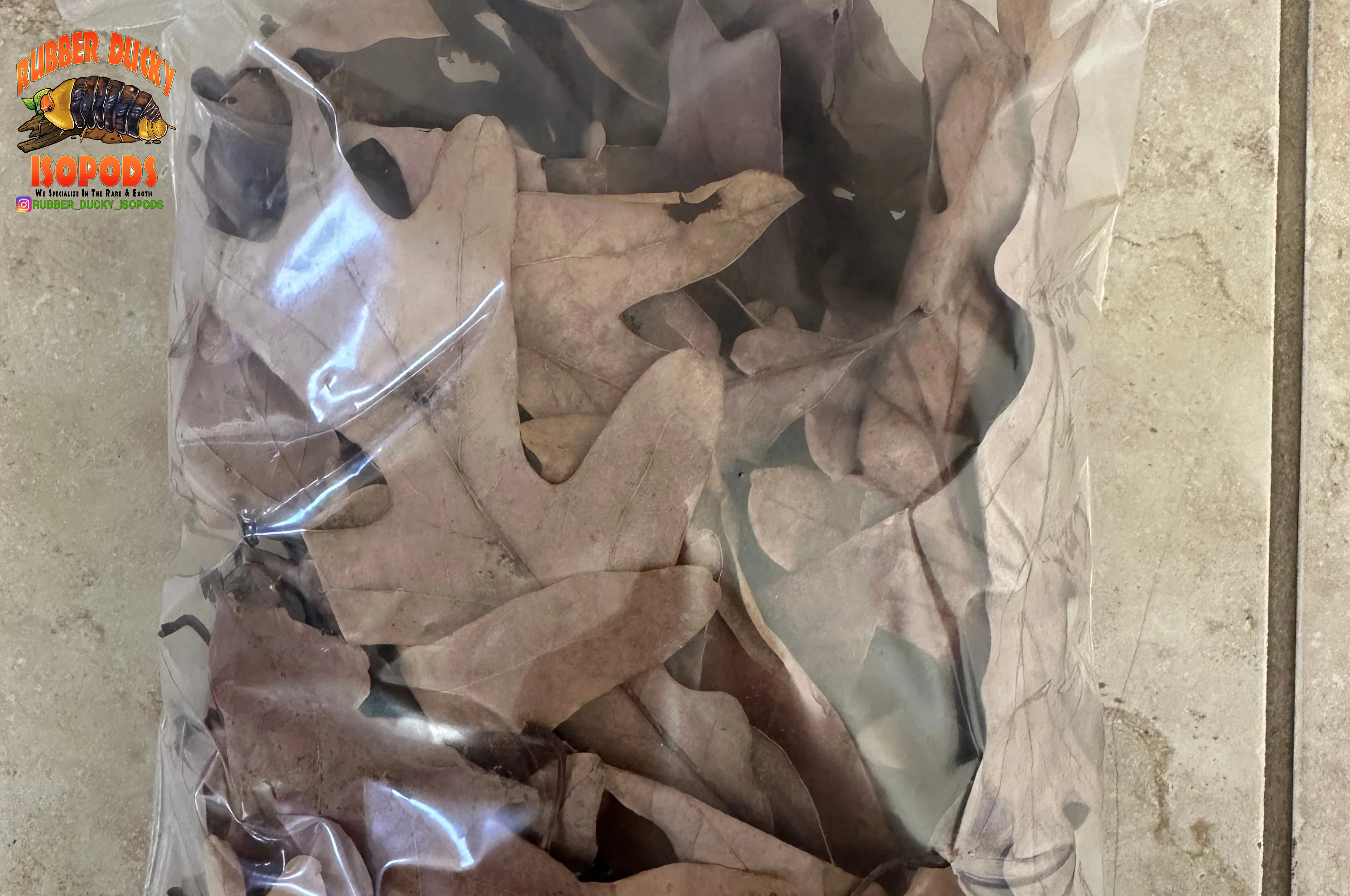 Pin Oak Organic Leaf Litter (Tennessee Mountains Elevation 5,512) - Image 4
