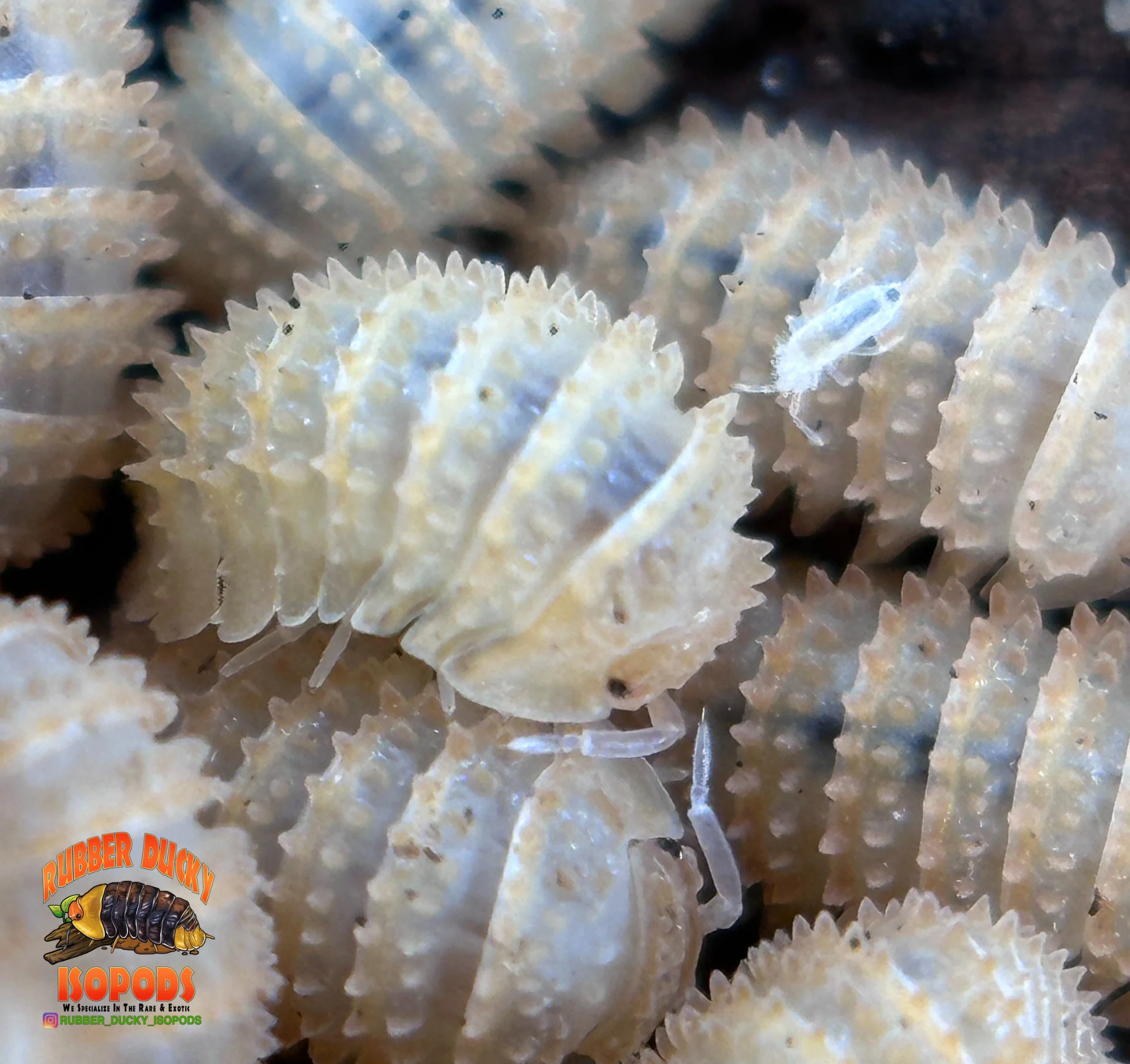 Dwarf Isopods