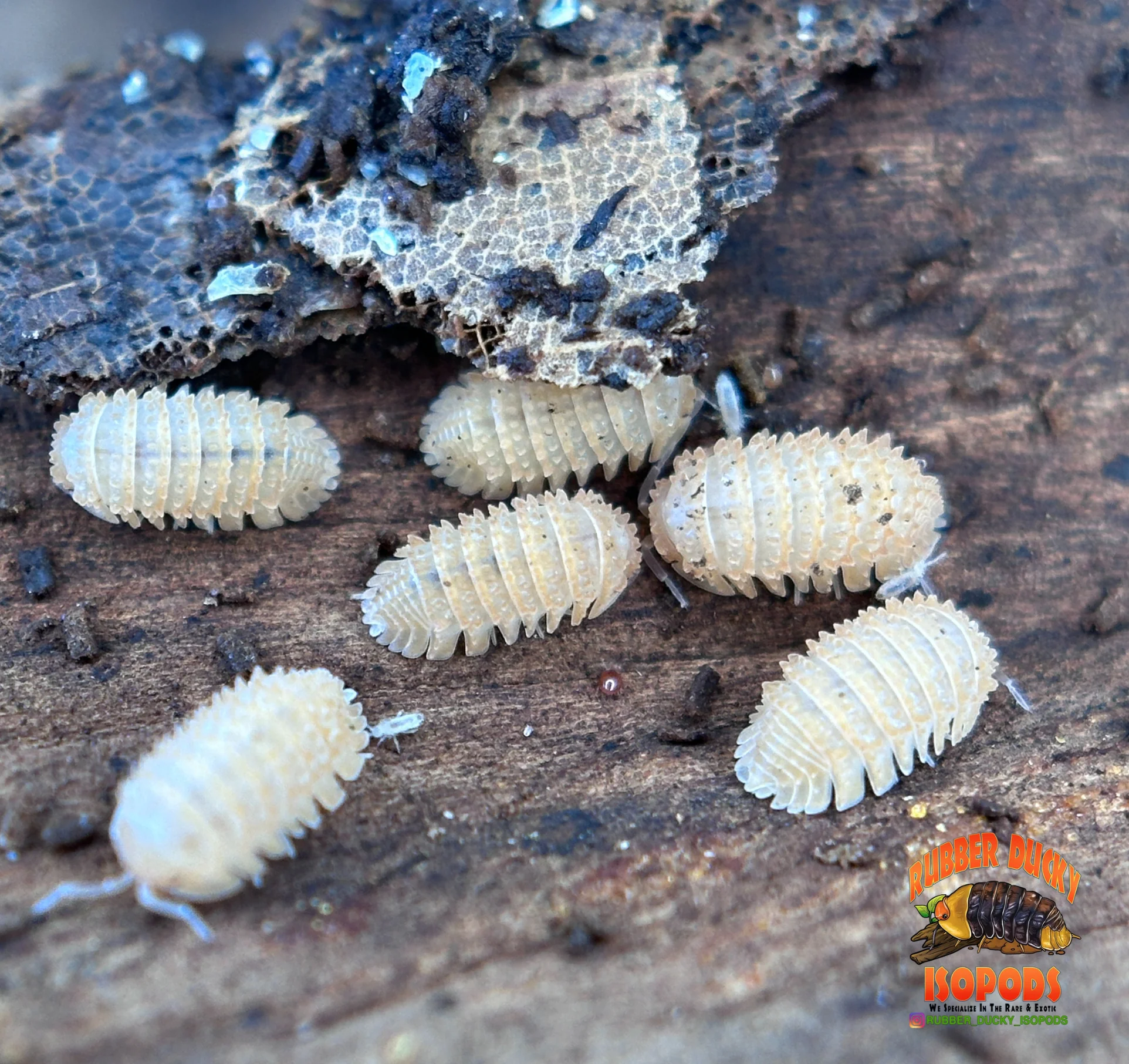 "Pineapple" Isopods (Cristarmadillidium muricatum) – Adult Dwarf Isopod Colony for Bioactive Terrariums - Image 2