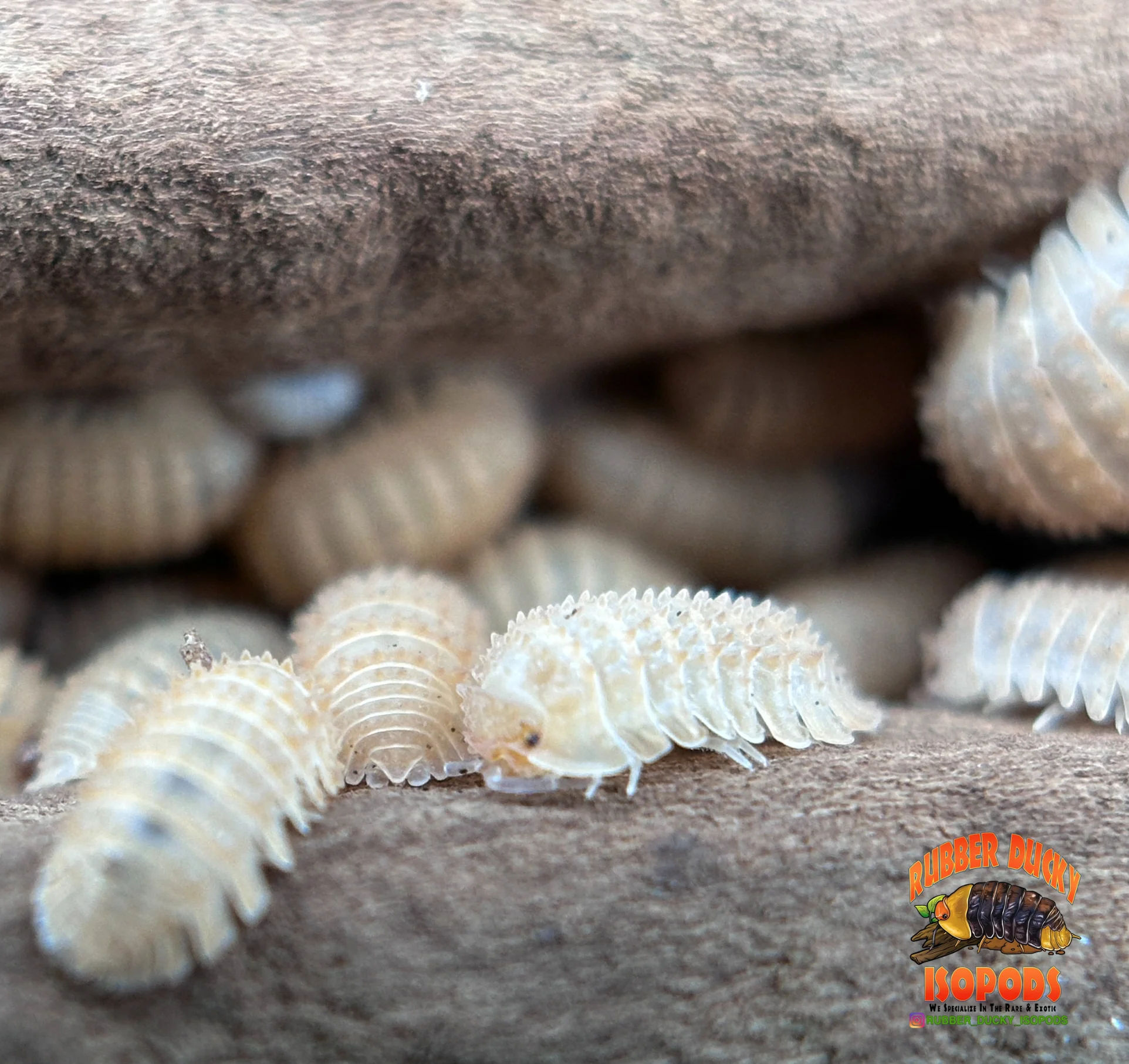 "Pineapple" Isopods (Cristarmadillidium muricatum) – Adult Dwarf Isopod Colony for Bioactive Terrariums - Image 3