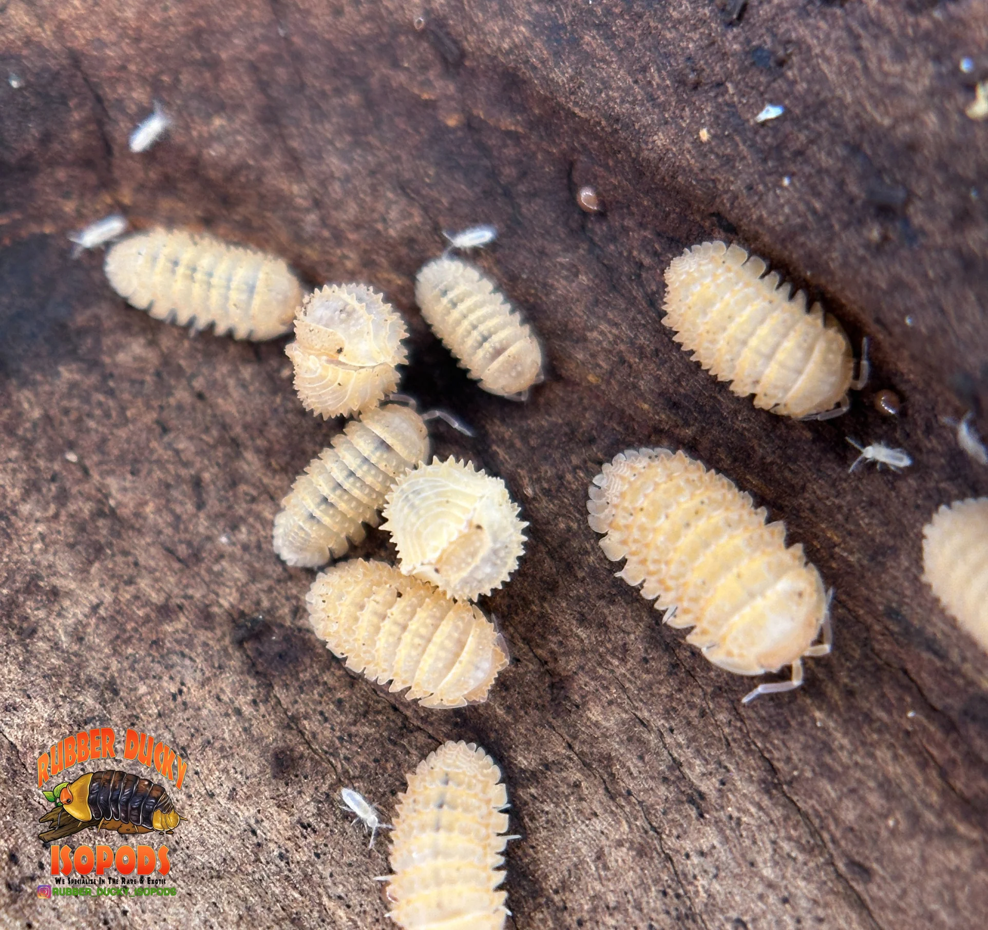 "Pineapple" Isopods (Cristarmadillidium muricatum) – Adult Dwarf Isopod Colony for Bioactive Terrariums - Image 4