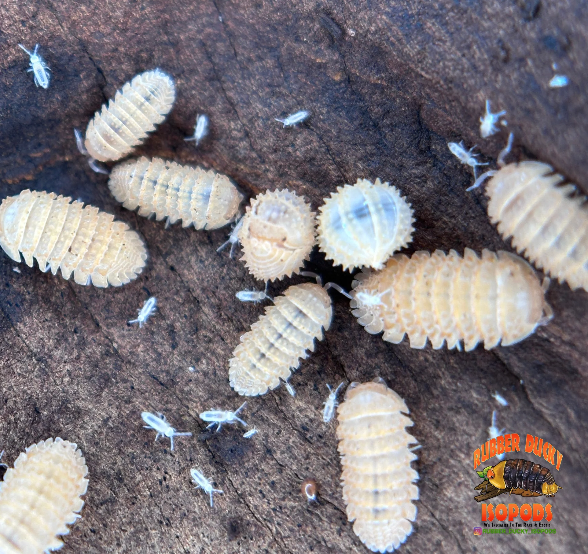 "Pineapple" Isopods (Cristarmadillidium muricatum) – Adult Dwarf Isopod Colony for Bioactive Terrariums - Image 5