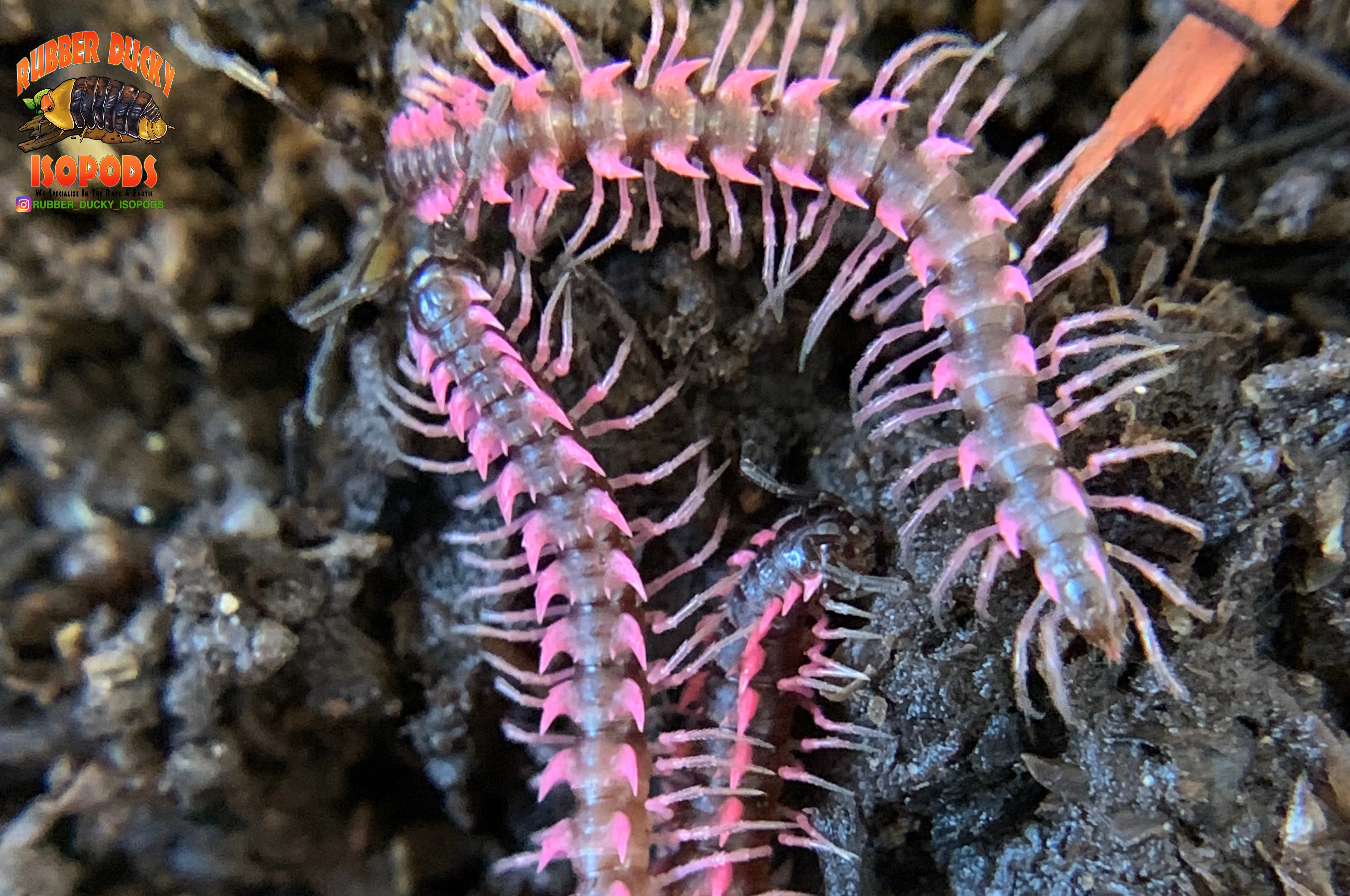 Pink Dragon "Designer" Millipedes (Desmoxytes Planata) 5 Count - Image 2