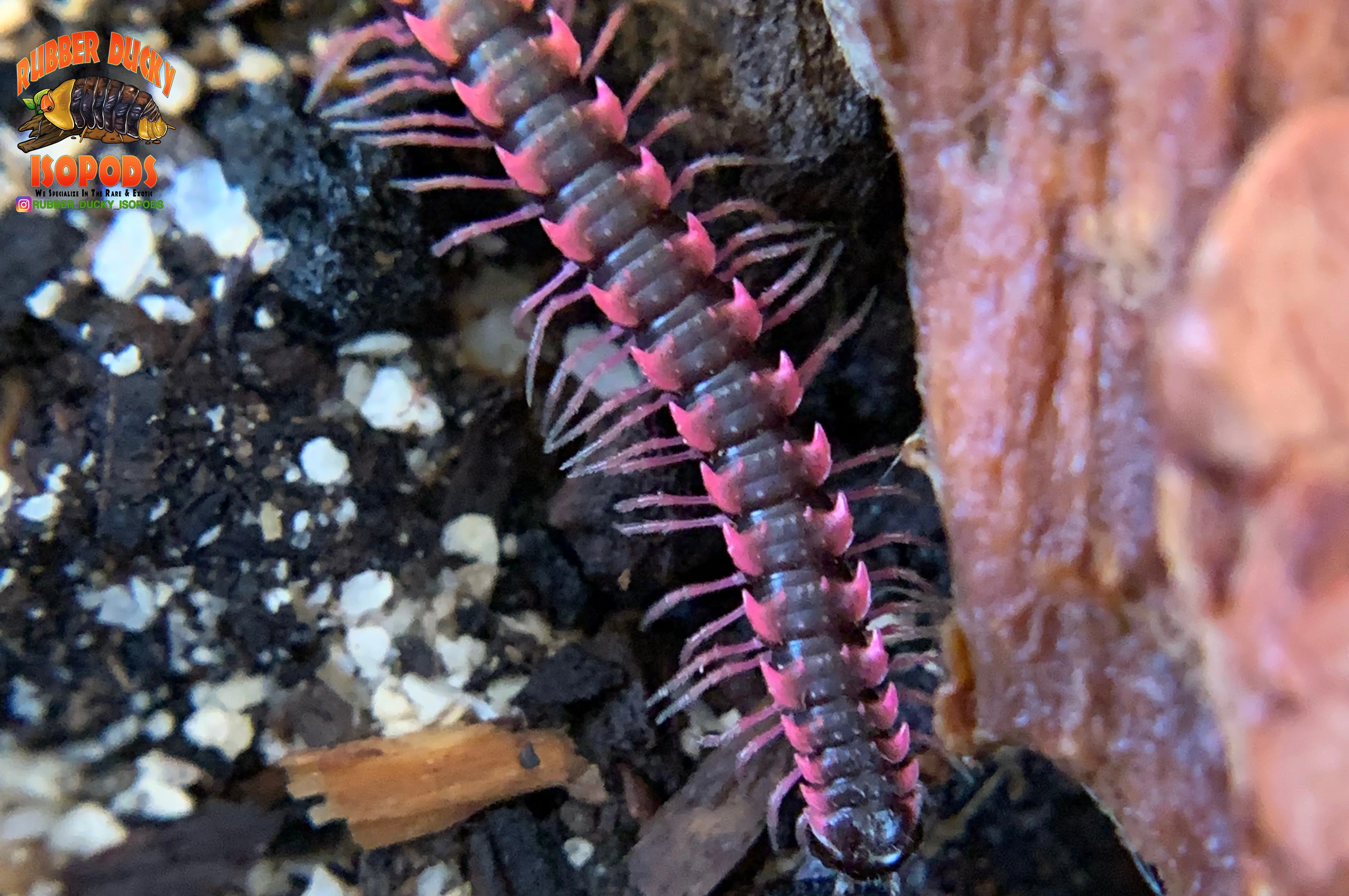 Pink Dragon "Designer" Millipedes (Desmoxytes Planata) 5 Count - Image 3