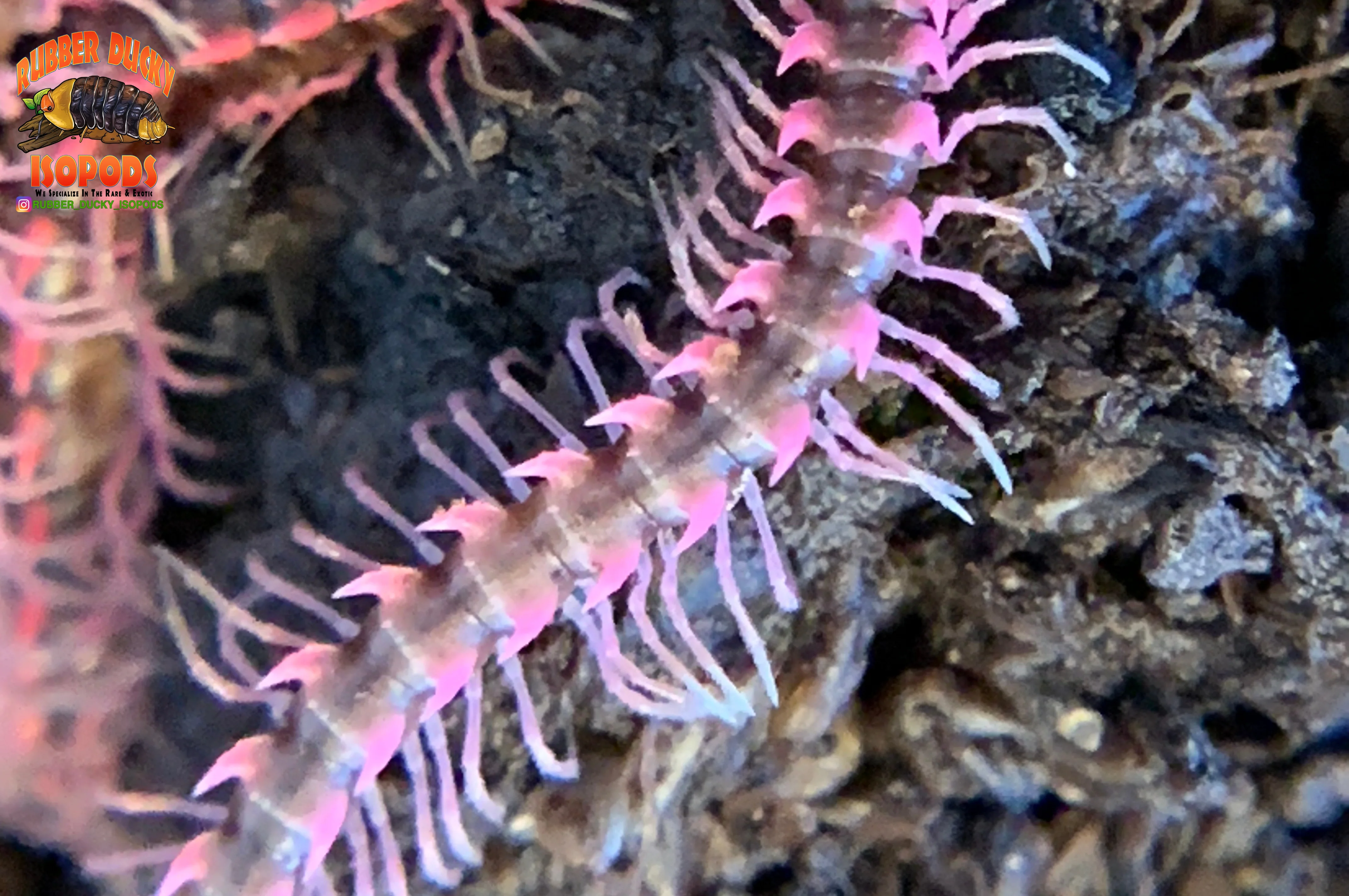 Pink Dragon "Designer" Millipedes (Desmoxytes Planata) 5 Count - Image 4