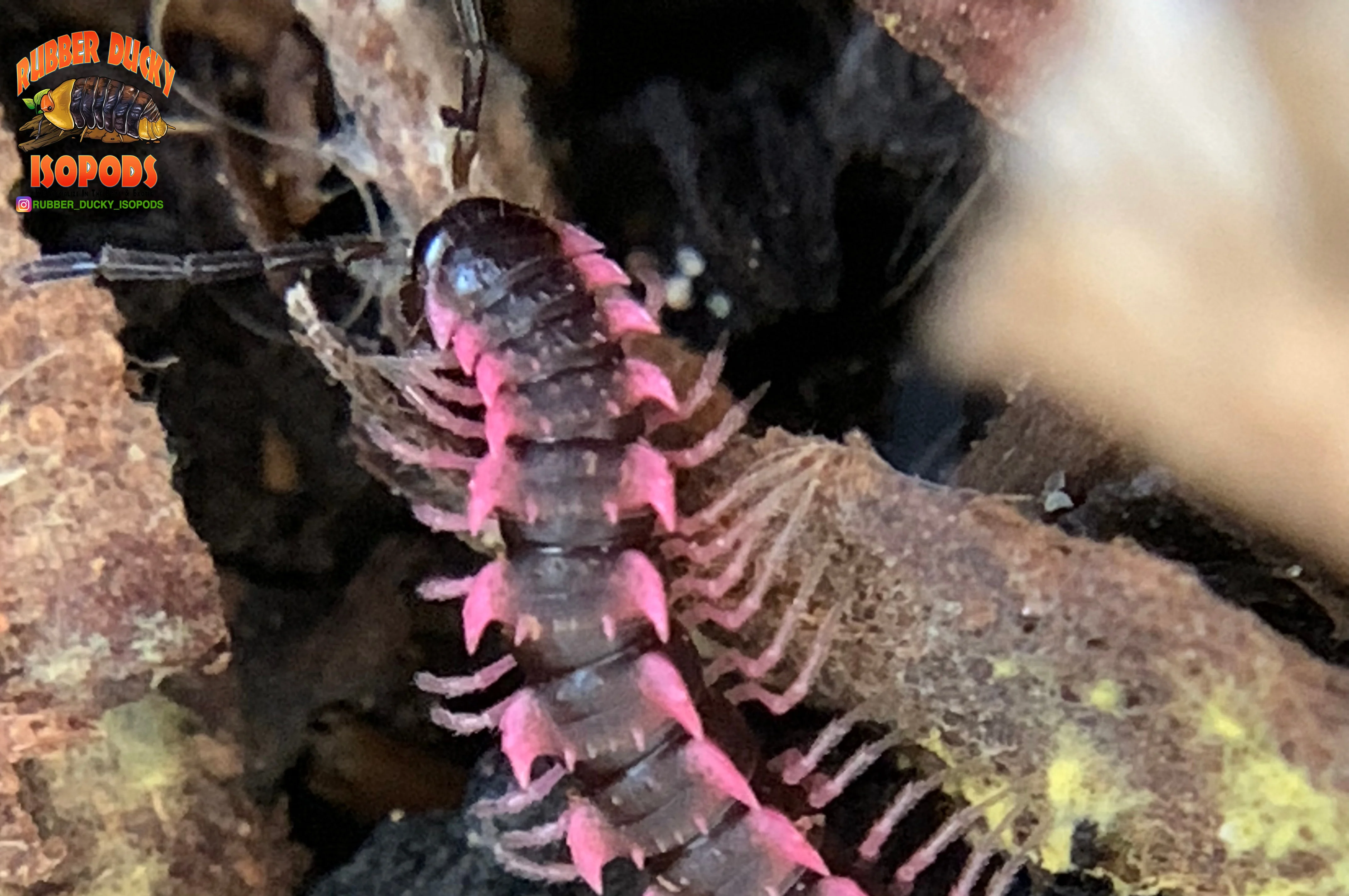 Pink Dragon "Designer" Millipedes (Desmoxytes Planata) 5 Count - Image 5