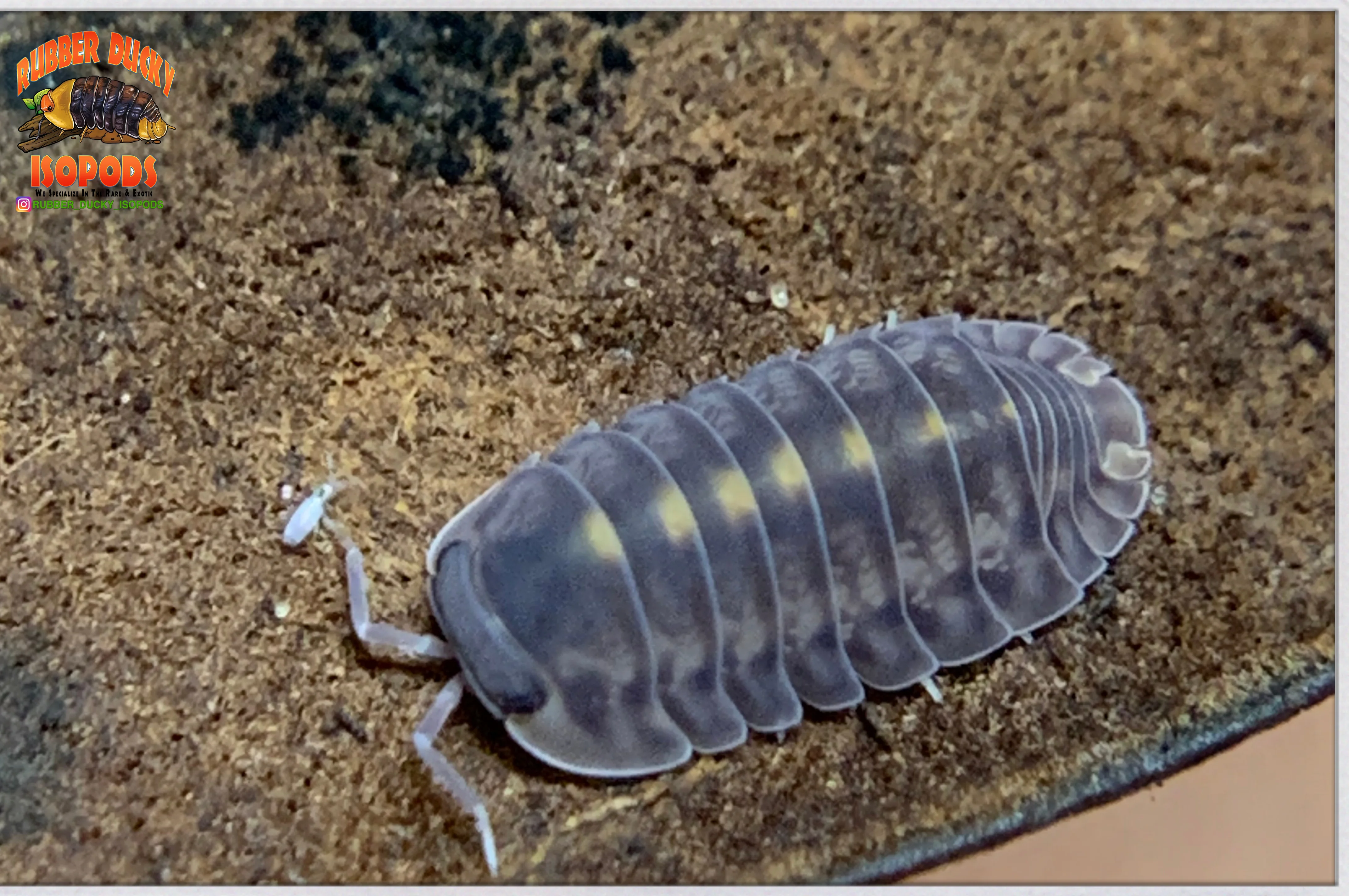 "Platin Tung Song" RARE Designer Isopods (Cubaris sp) 6 Count - Image 2