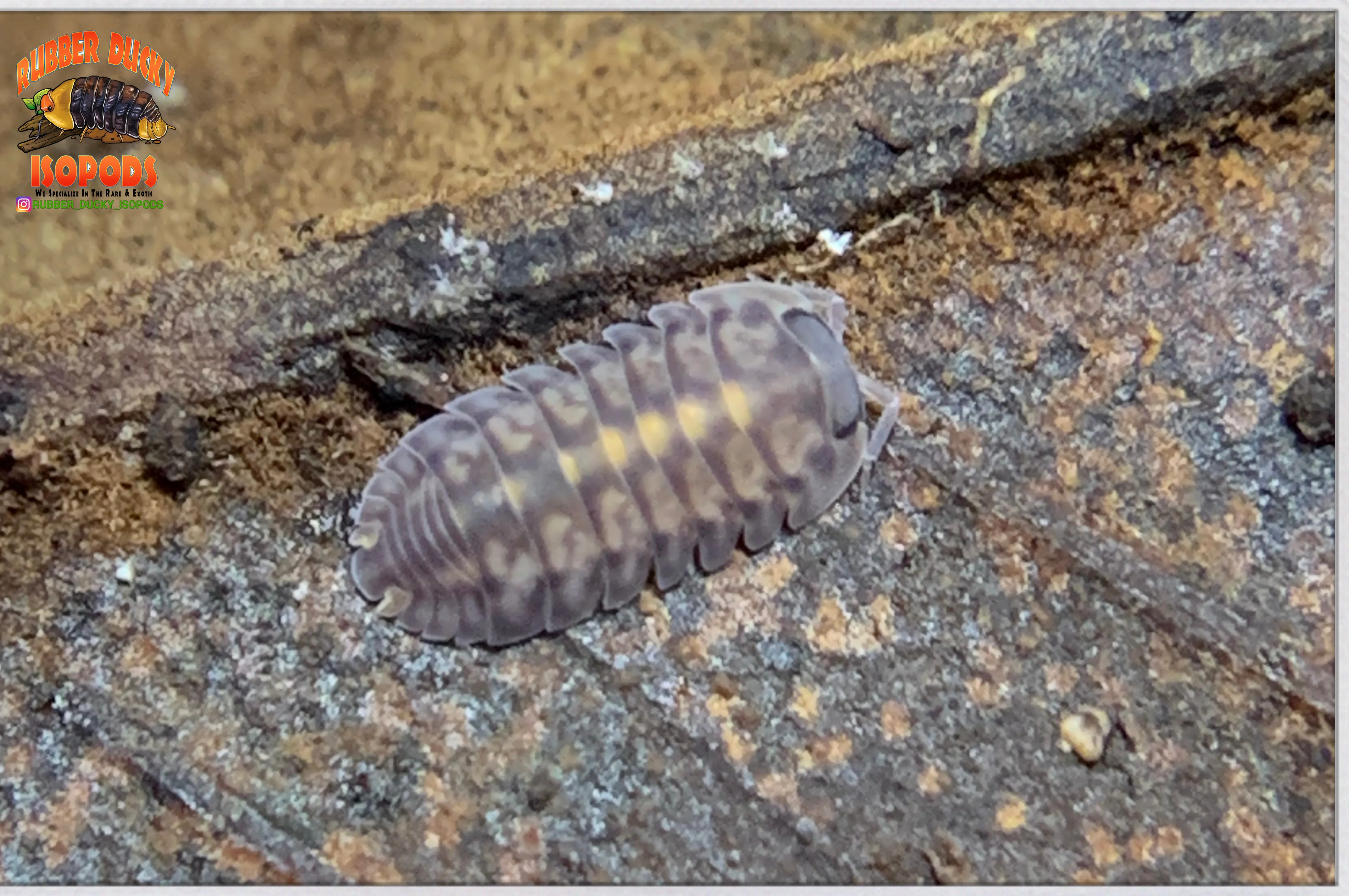 "Platin Tung Song" RARE Designer Isopods (Cubaris sp) 6 Count - Image 3