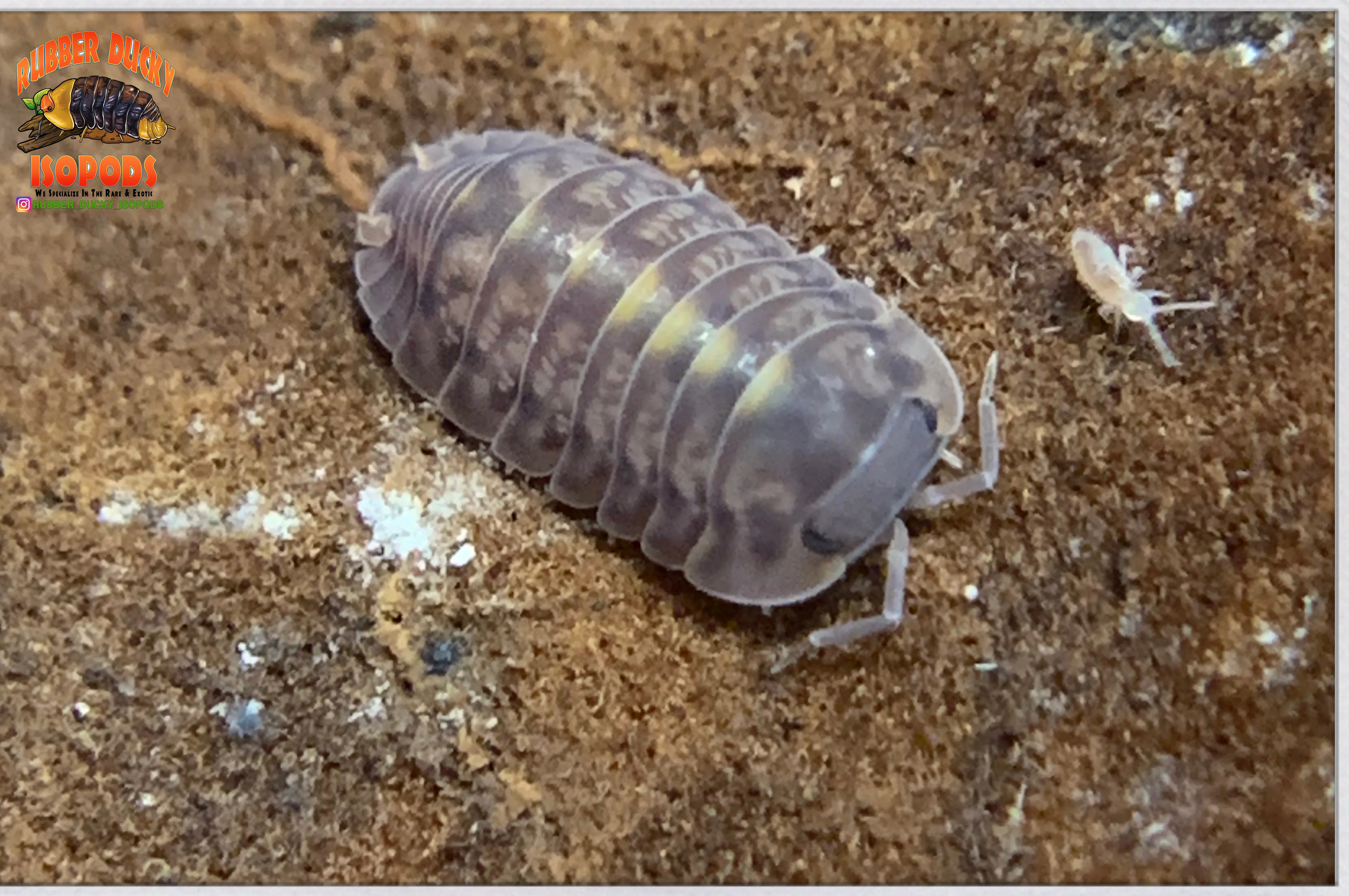 "Platin Tung Song" RARE Designer Isopods (Cubaris sp) 6 Count - Image 4