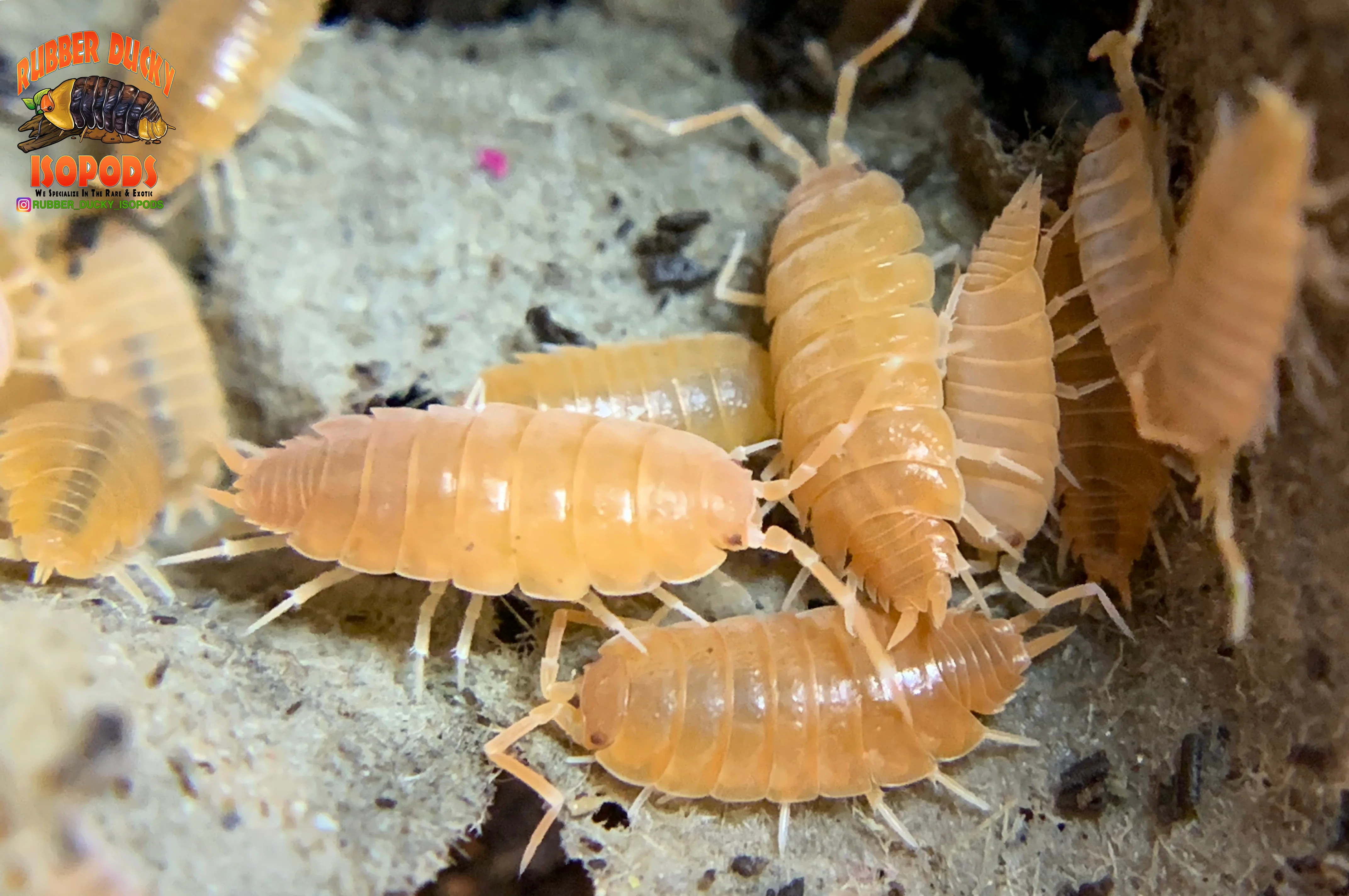 "Powder Orange" Clean Up Crew Isopods (Porcellionides pruinosus) 10 Count - Image 3