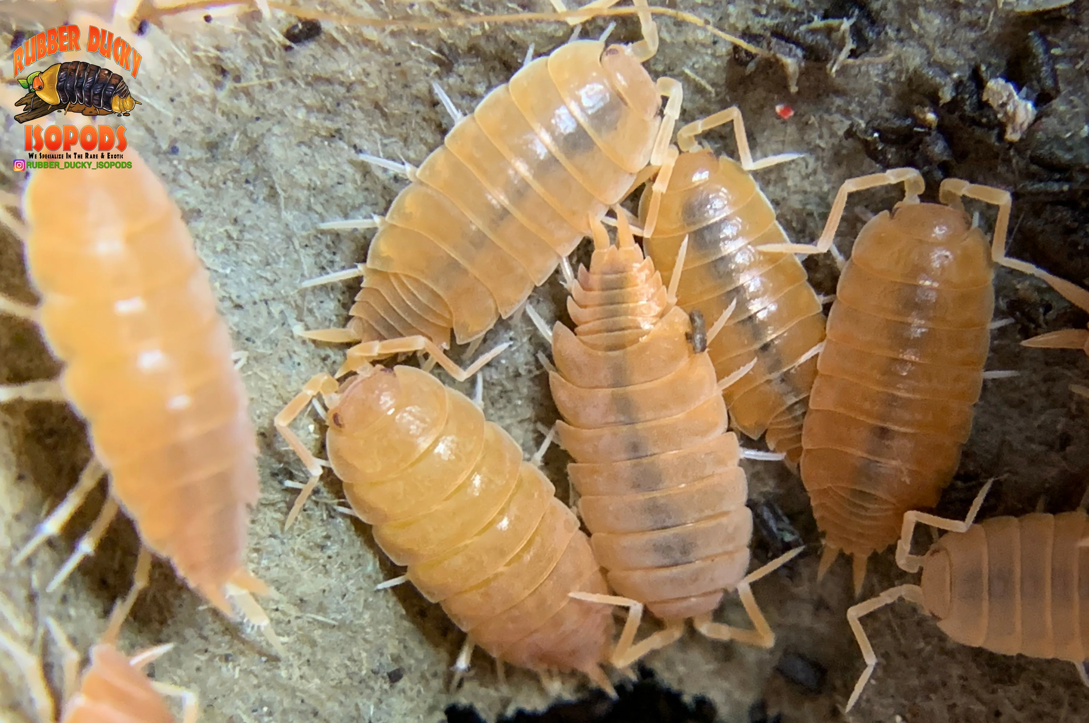 "Powder Orange" Clean Up Crew Isopods (Porcellionides pruinosus) 10 Count - Image 4